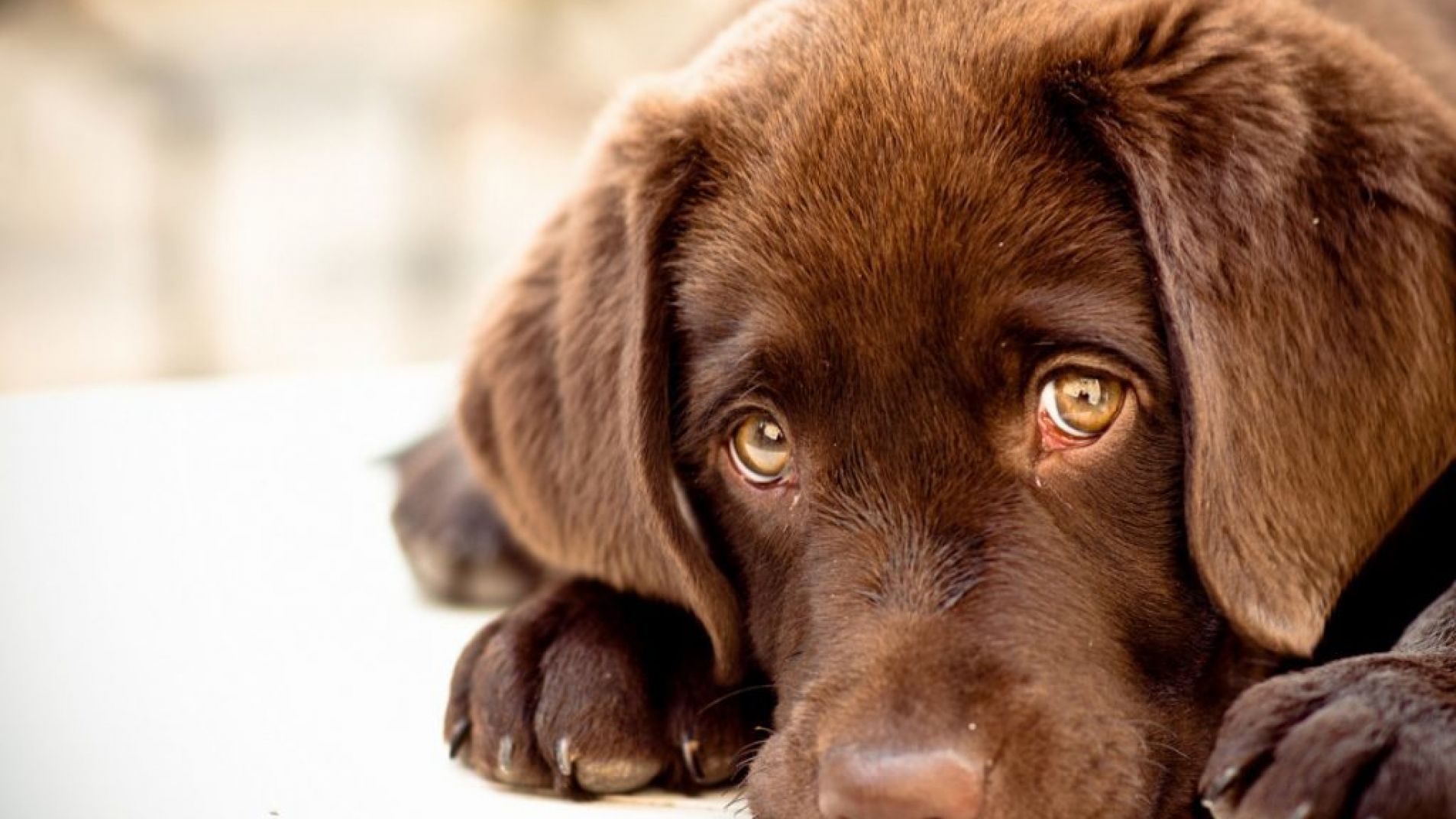 ¿Tiene tu perro a una persona que ama más?