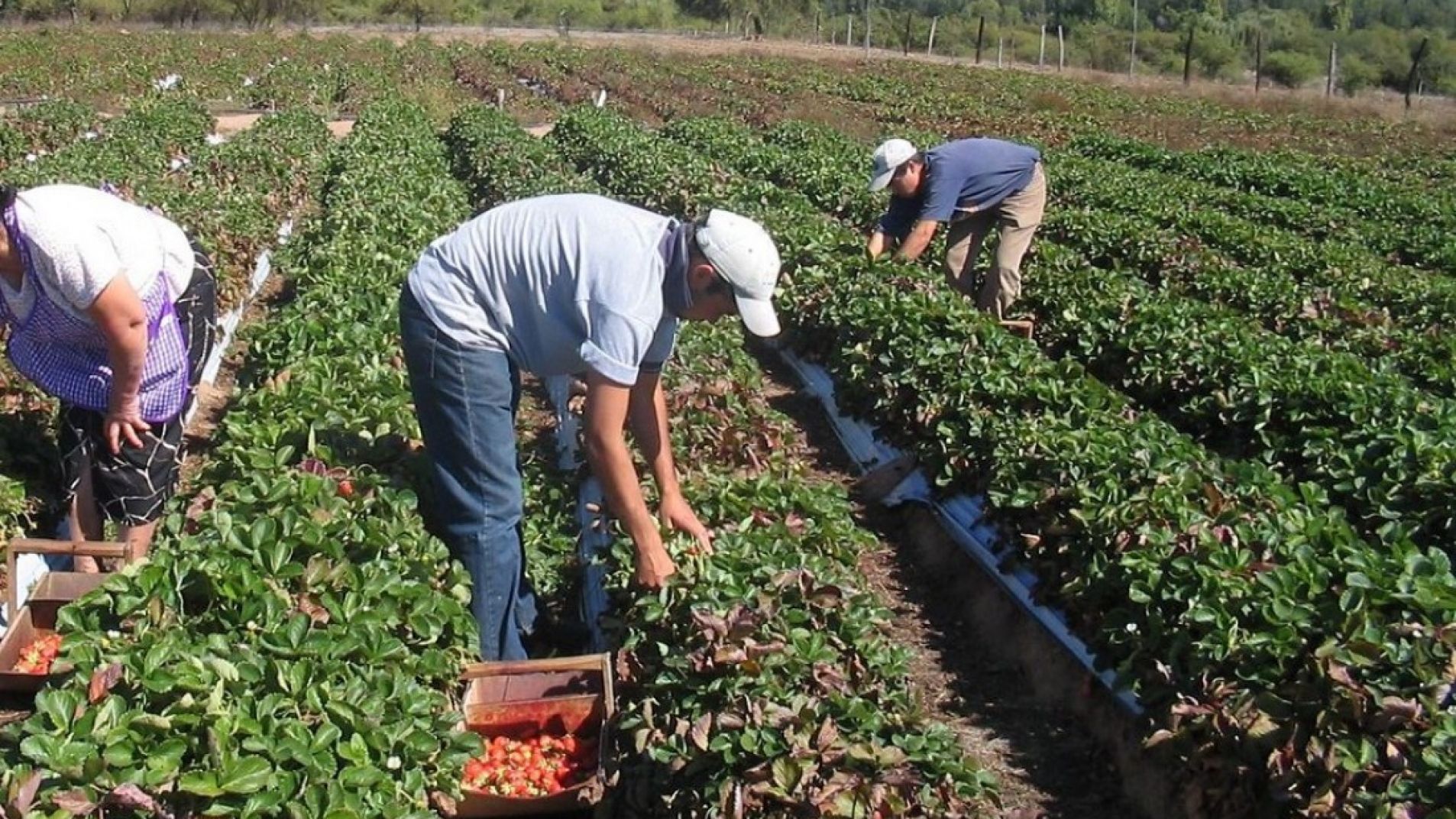 Las propuestas apuntan a rescatar principalmente el sector agropecuario.