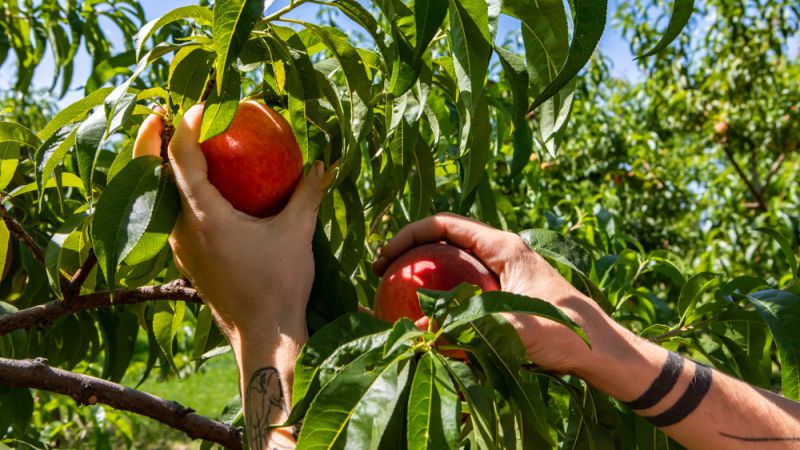 Atraparon a dos adultos y un chico robando duraznos en una finca