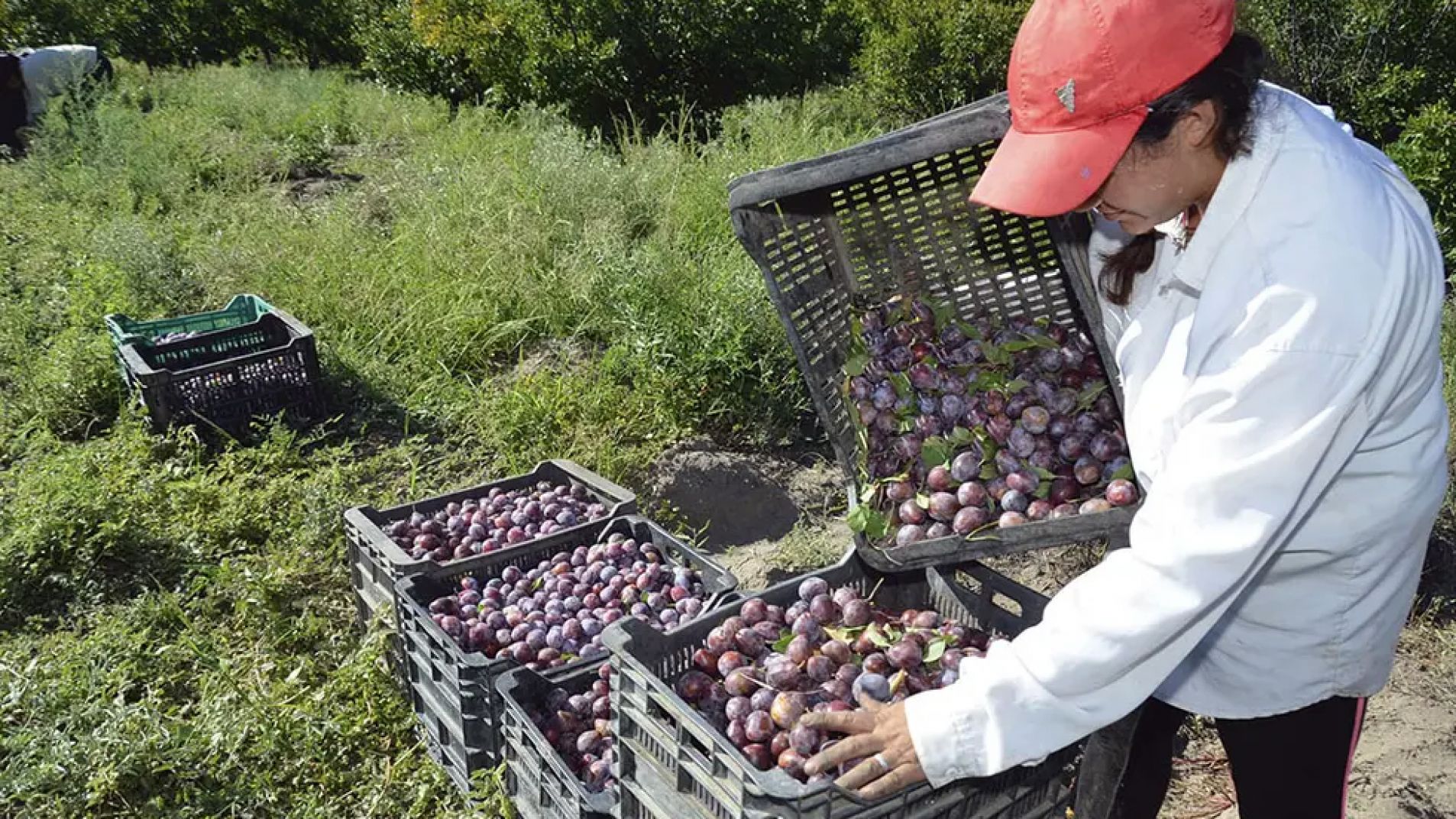 Aseguran que la ciruela es la única fruta que tuvo un mejor precio pero porque hubo poca cosecha (foto archivo).