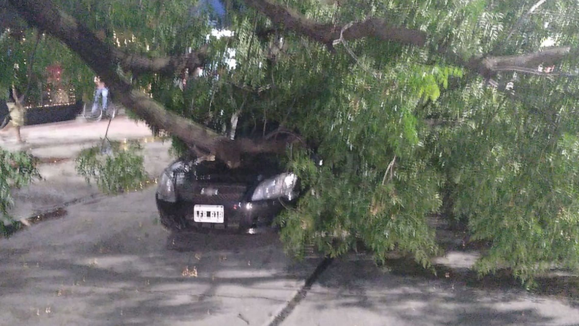 Una gran rama se desprendió y cayó encima de un Chevrolet Corsa.