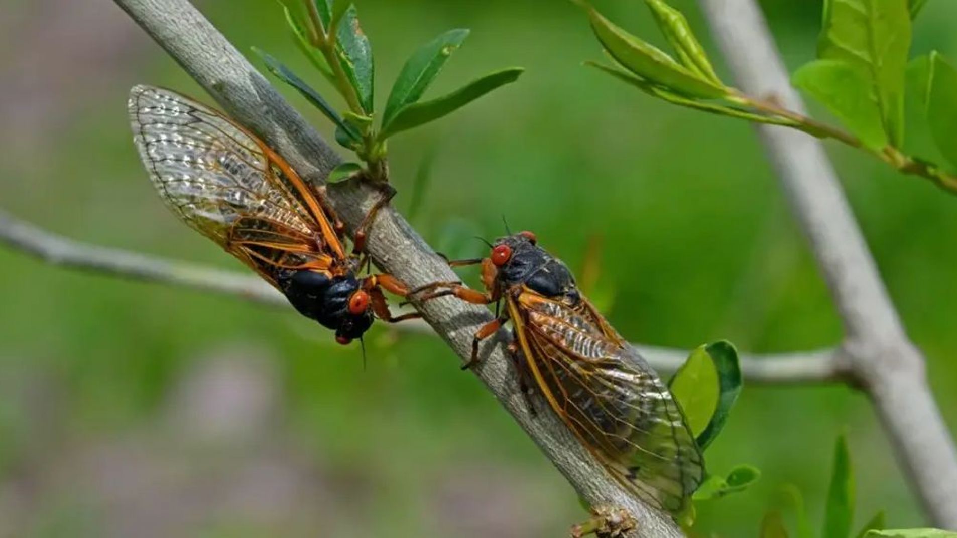 Dos camadas de cigarras aparecerán al mismo tiempo después de dos siglos