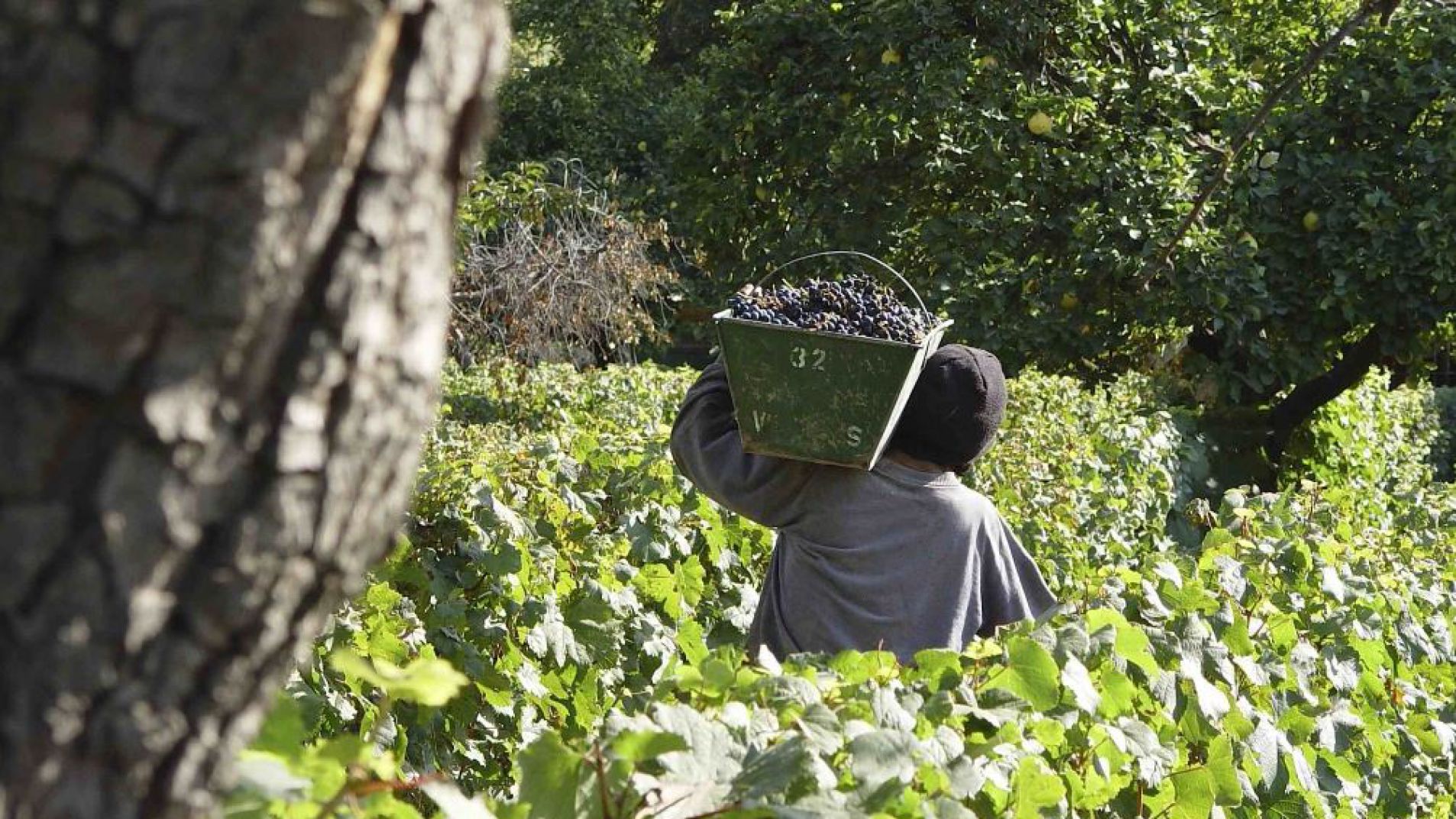 El vino no pagará retenciones: un cambio clave que beneficia a Mendoza