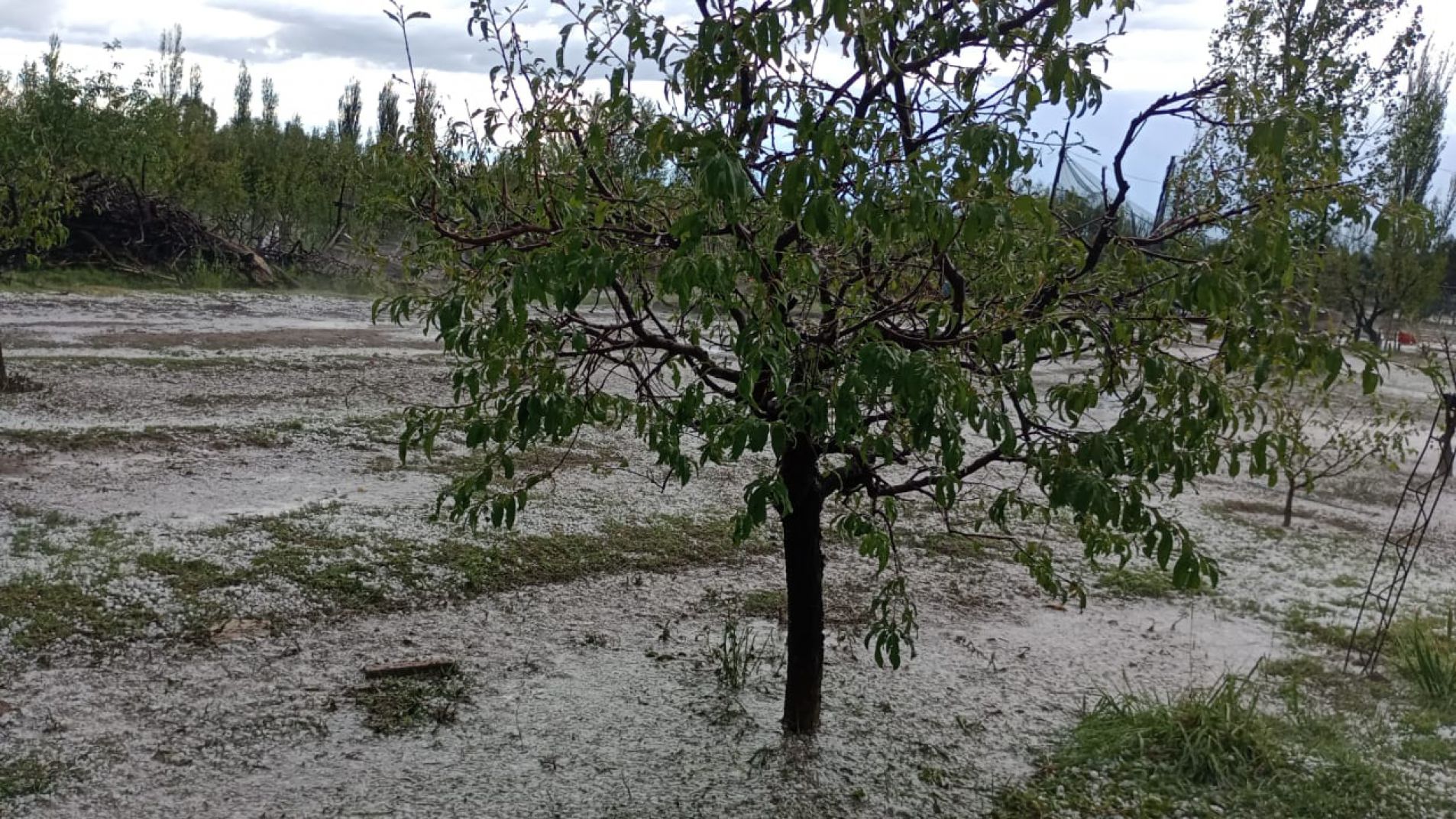 Calculan que la supertormenta del 11 afectó a 3.500 hectáreas en San Rafael