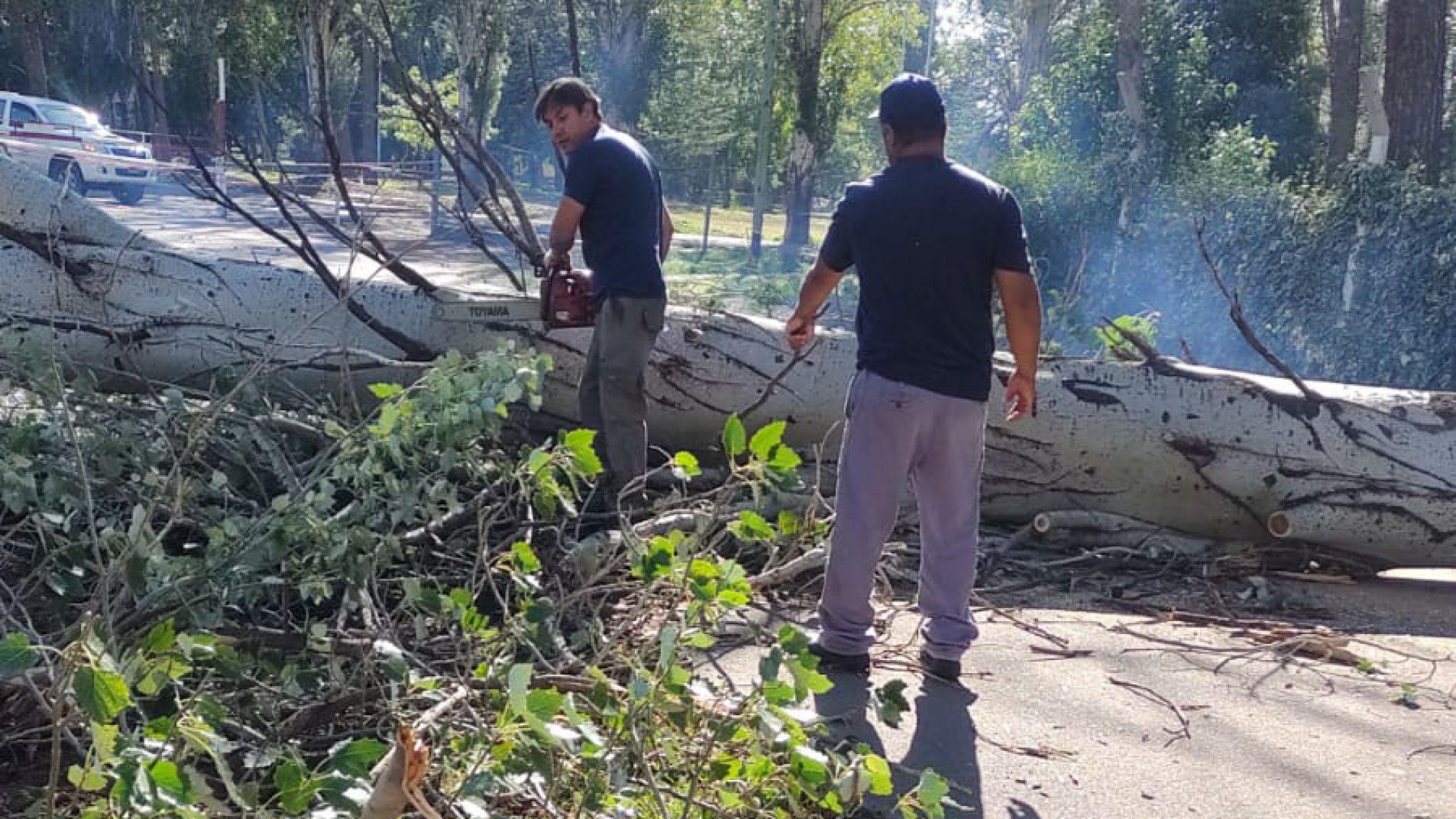 Operarios de Defensa Civil cortaron y retiraron un árbol de grandes dimensiones en calle Lamená, frente al Poli 1.