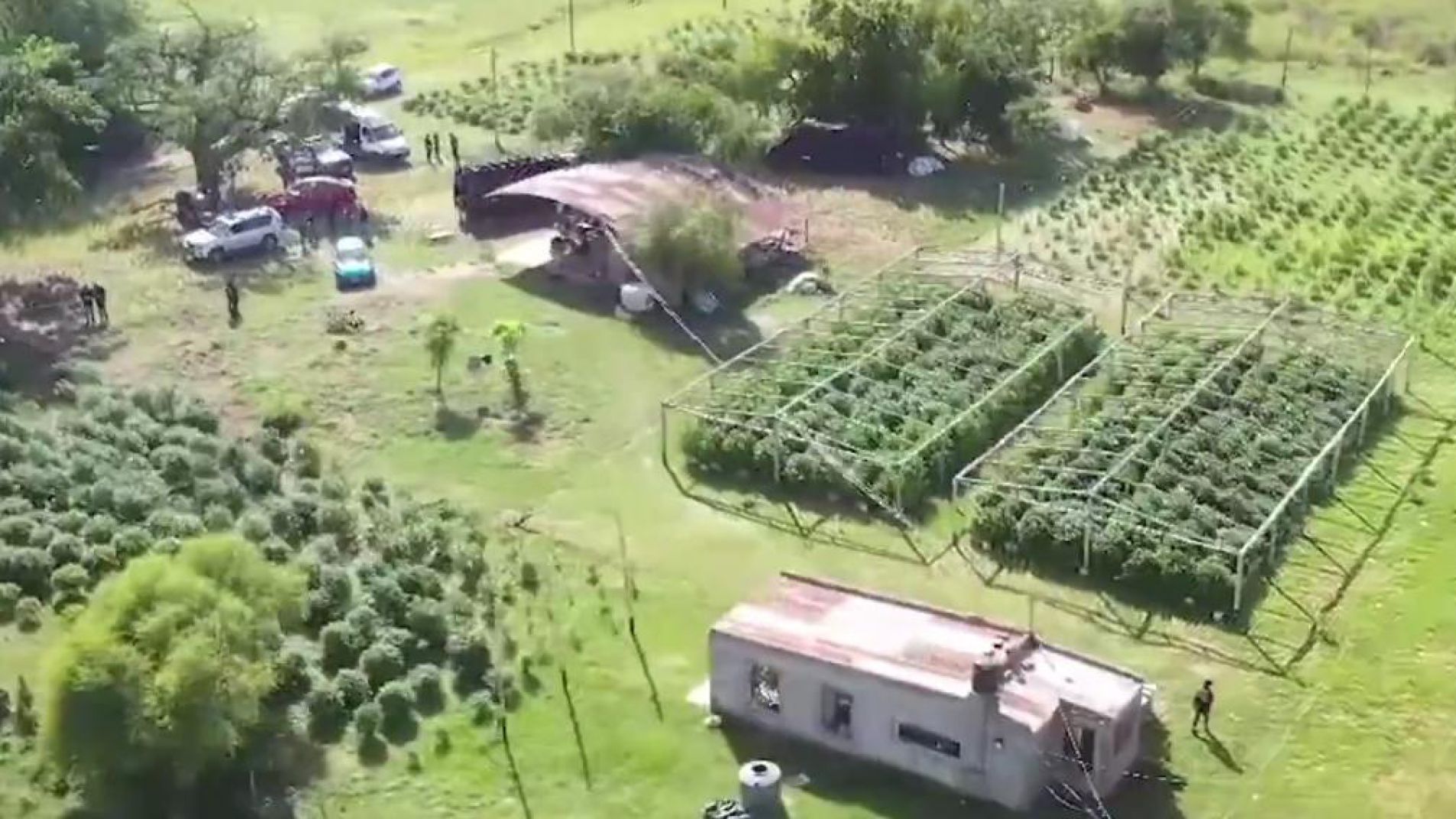 El campo tenía un "permiso" para cultivo medicinal para producía a gran escala.