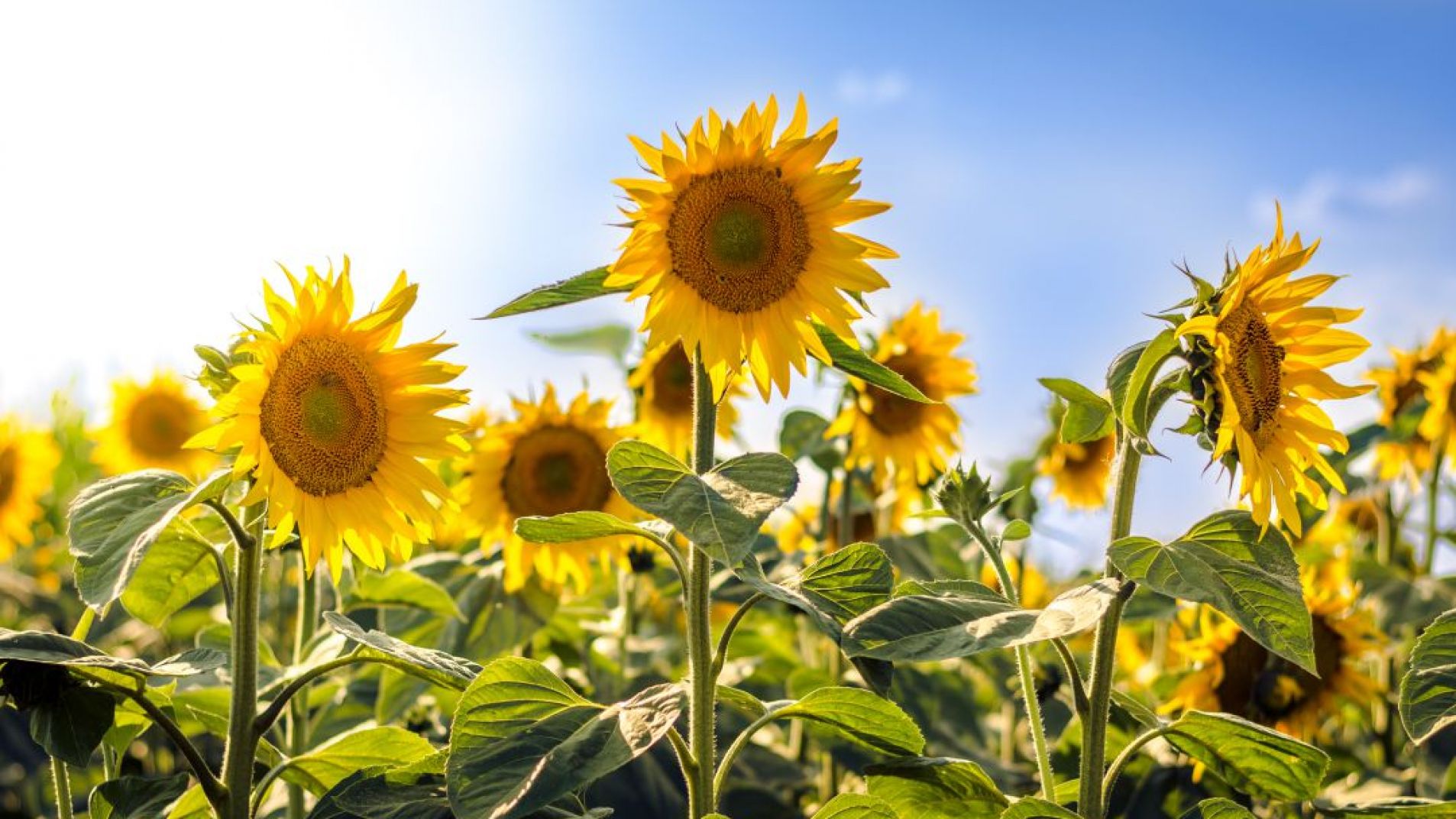 Los girasoles no siempre miran al sol y tampoco son flores