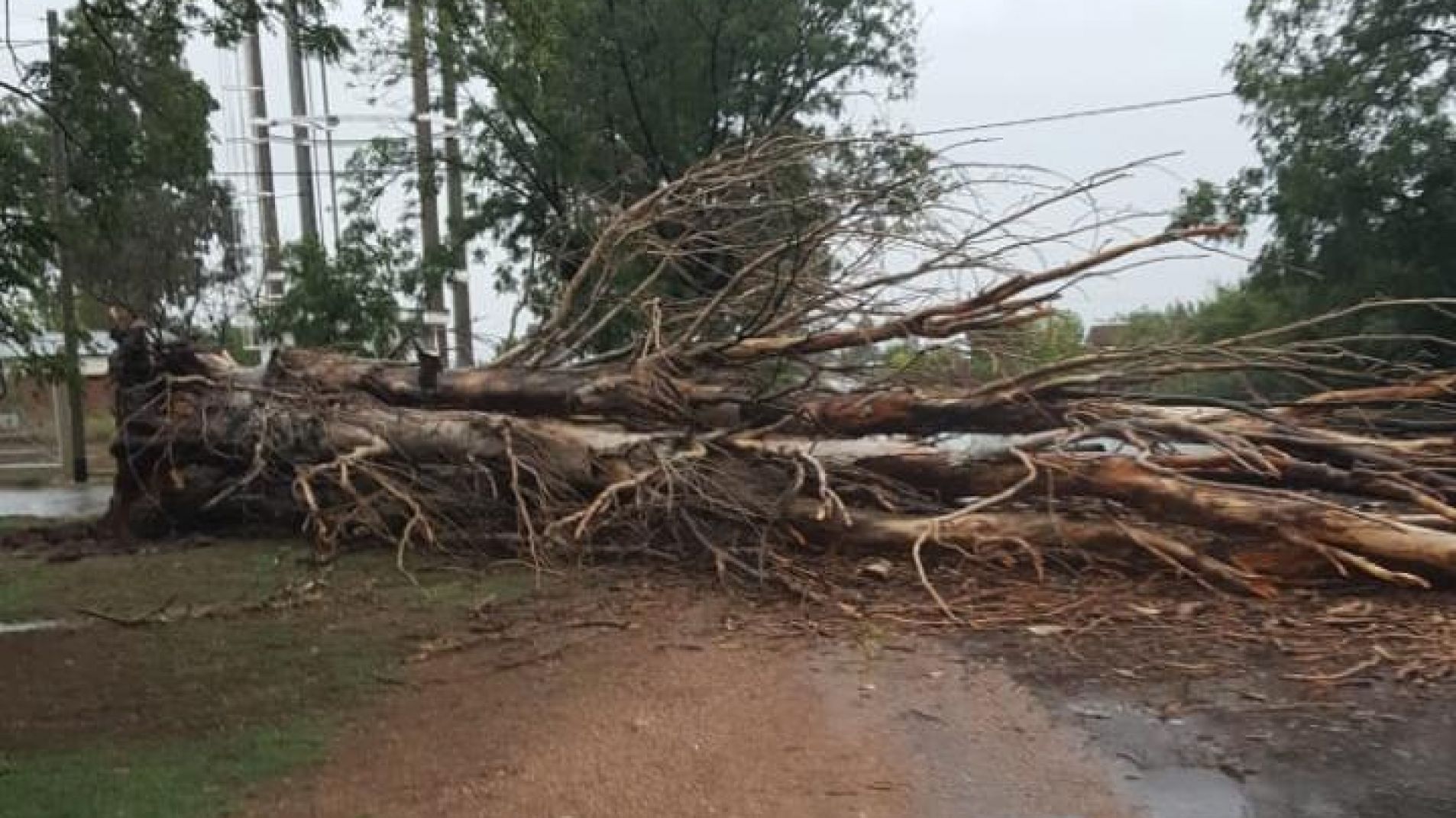 Uno de los árboles tirados por el viento.
