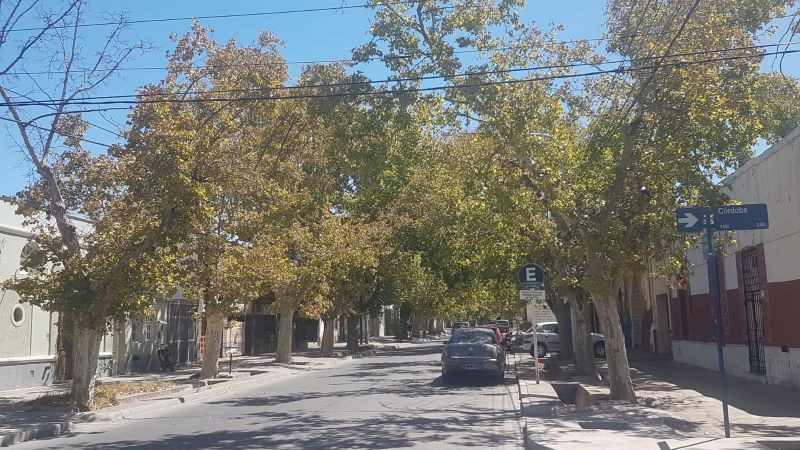 Reforma a la Ley de Arbolado Público otorga mayor autonomía a los municipios