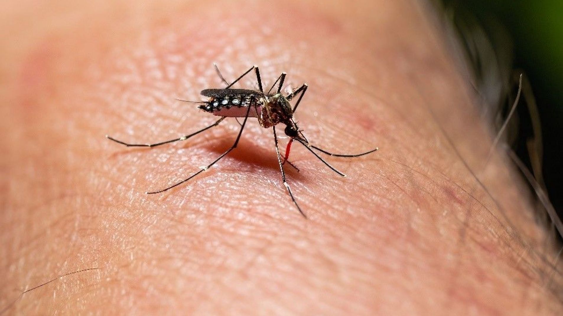 Dengue: Buscan controlar el mosquito con la técnica de la mosca de la fruta