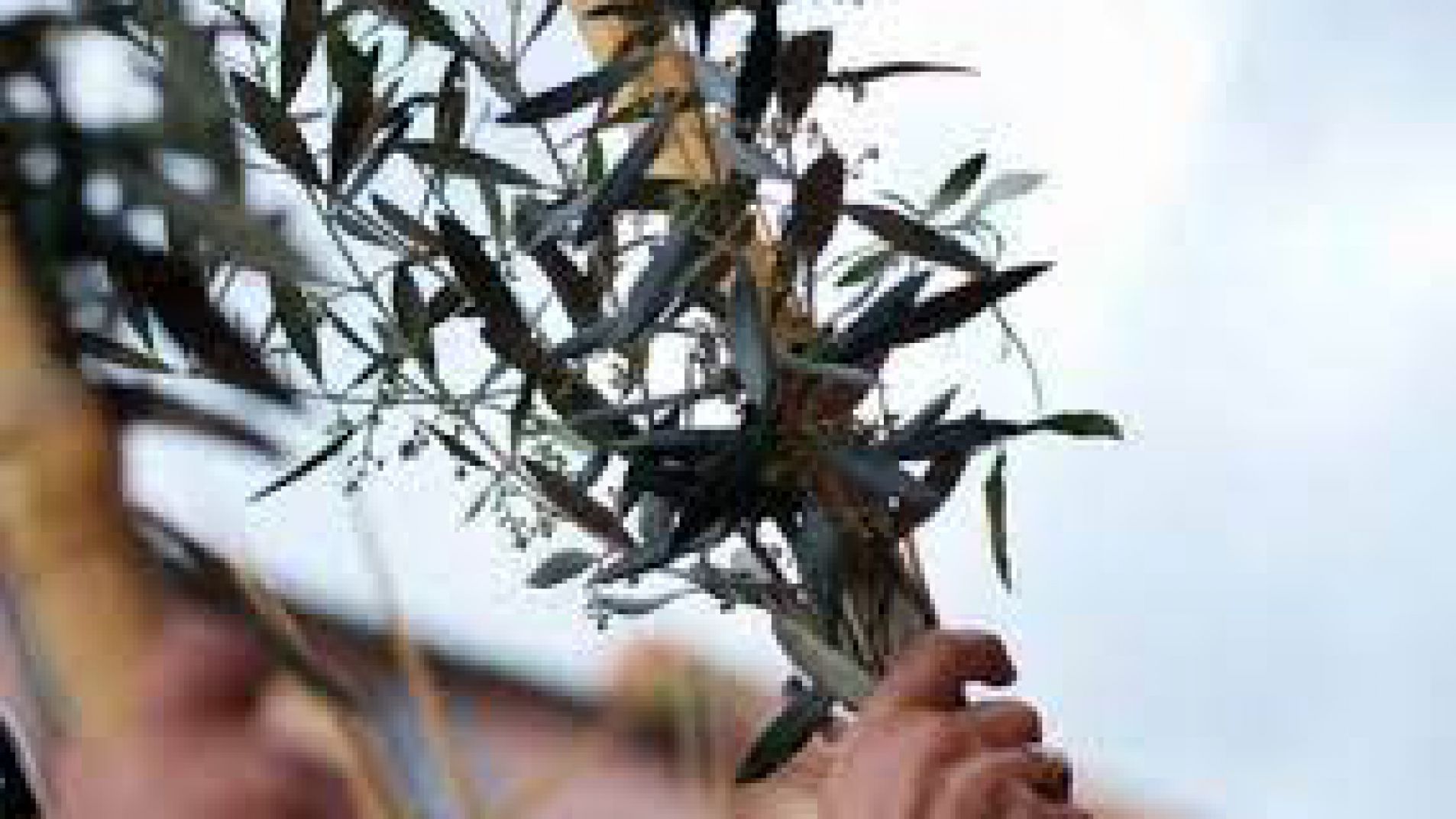 Con el domingo de Ramos comienza la celebración de Semana Santa