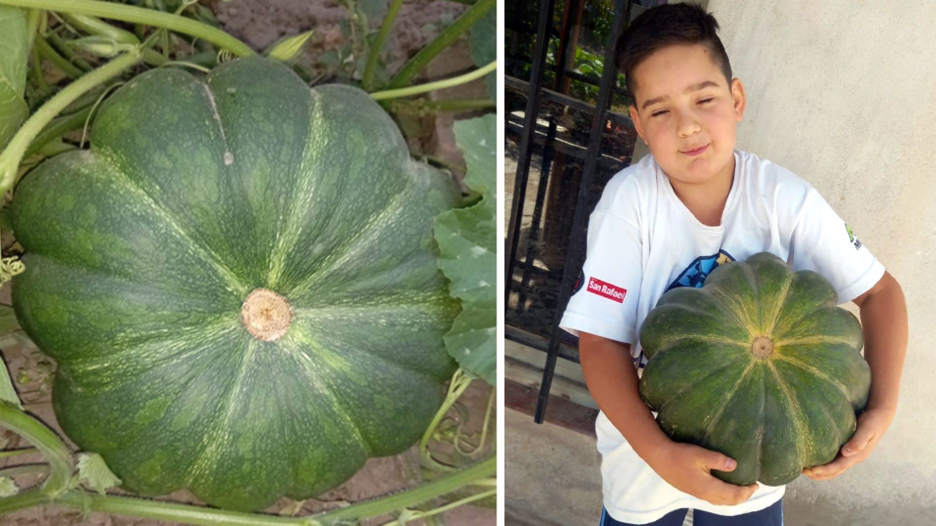 Cosechó un zapallo de casi 10 kilos: "Lo quiero hacer al horno y relleno"