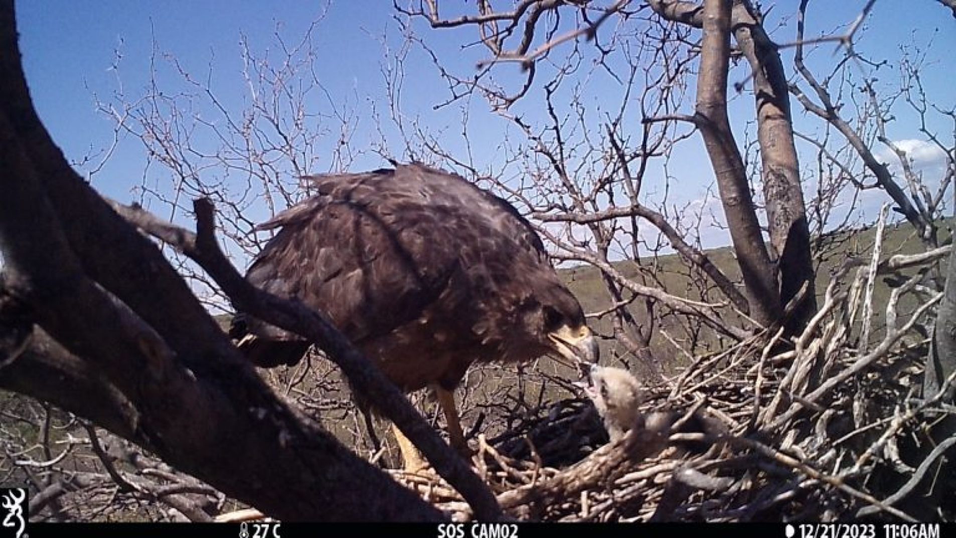 Registro de un nuevo pichón de águila coronada en Mendoza