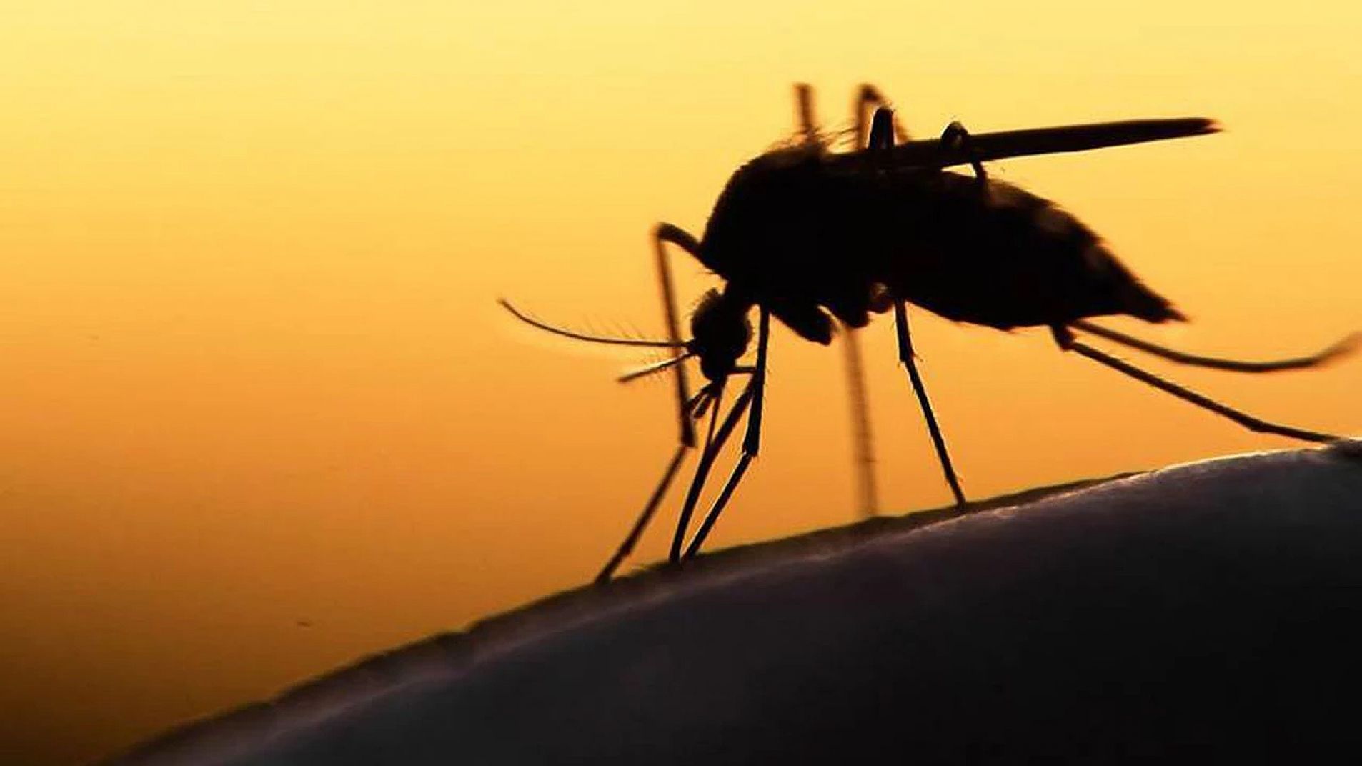 Un llamativo cambio en el contagio del dengue sorprende este verano