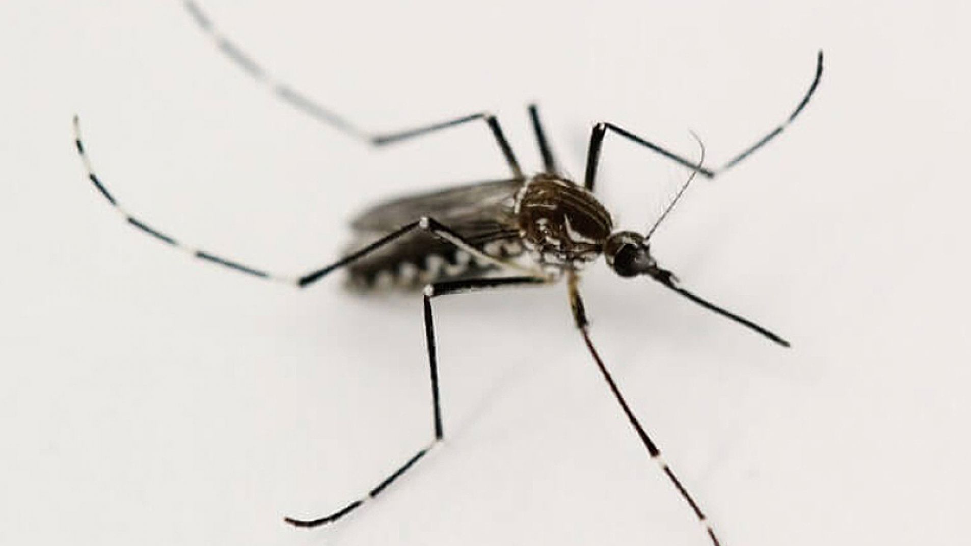 Con la llegada del frío se espera que disminuya la población del mosquito que transmite el virus.