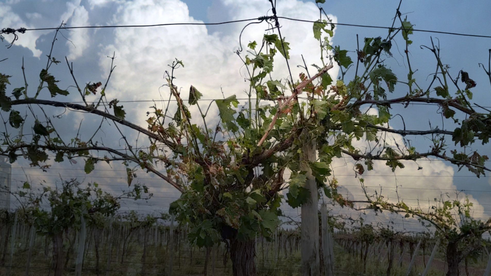 La semana entrante la Provincia presentará el nuevo Seguro Agrícola