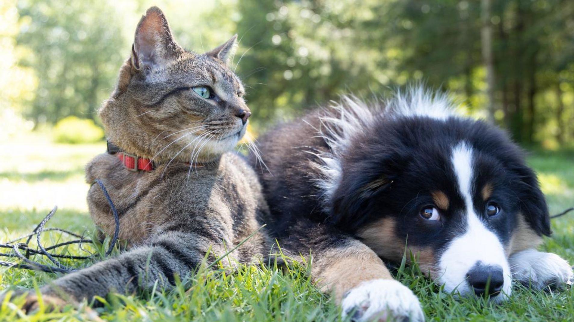 Día del Animal: ¿por qué se celebra hoy, el 29 de abril, en Argentina?