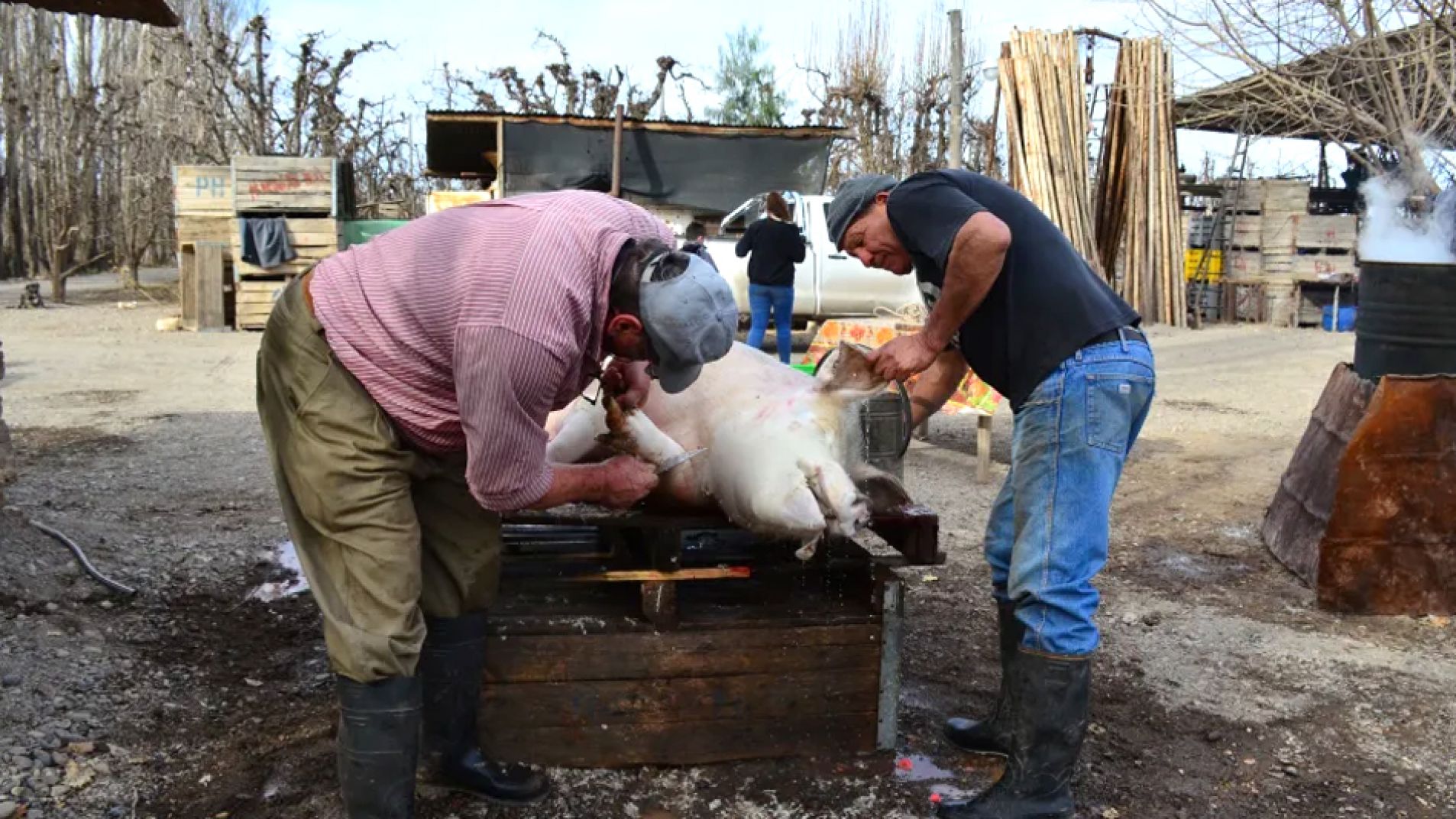 Hay que tener cuidados especiales al realizar carneos de cerdo (foto ilustrativa).