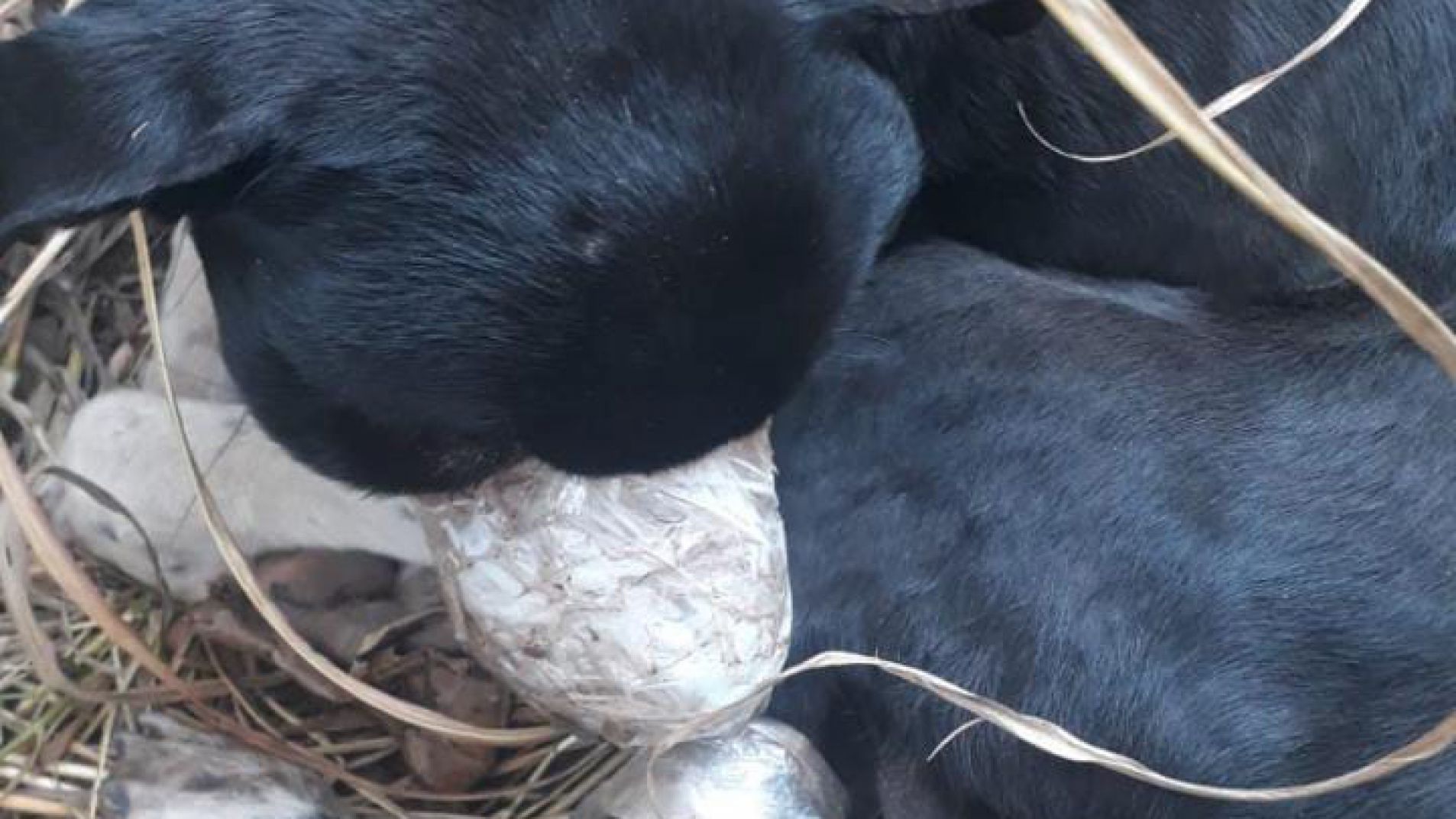 Así fue encontrado, con el hocico totalmente inmovilizado con cinca de embalar.