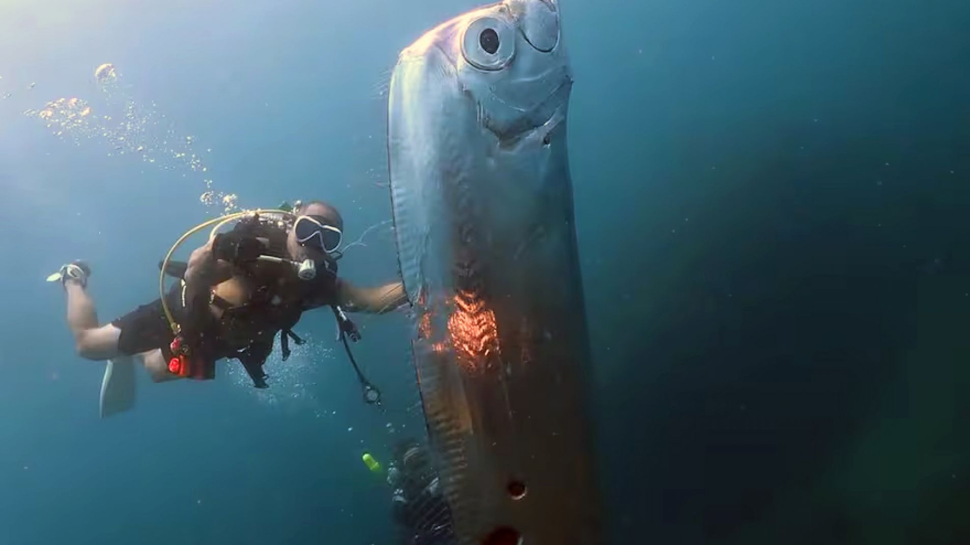 Apareció un pez remo y disparó hipótesis sobre la llegada del fin del mundo