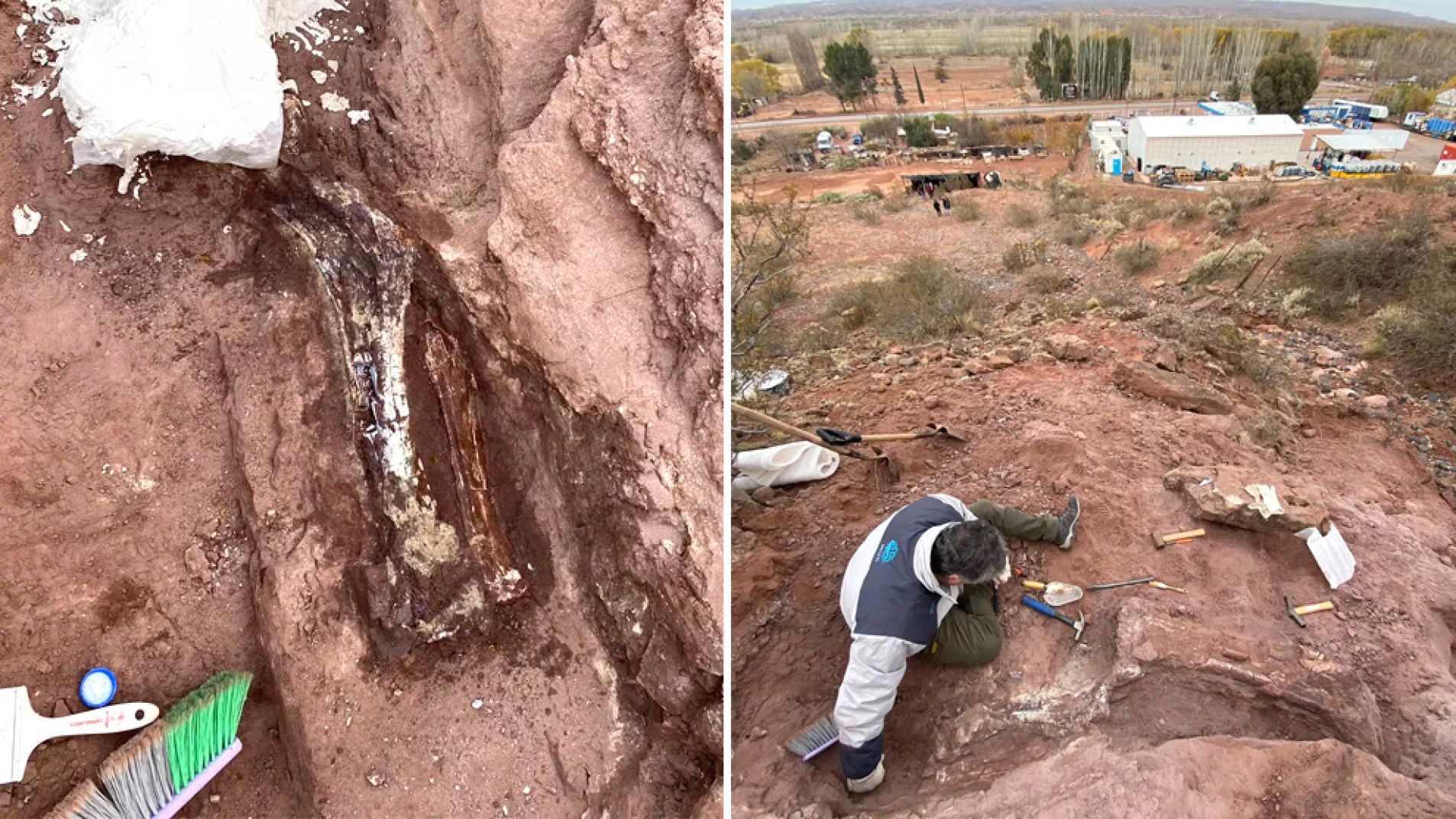 Un niño descubrió los restos fósiles de un dinosaurio mientras jugaba