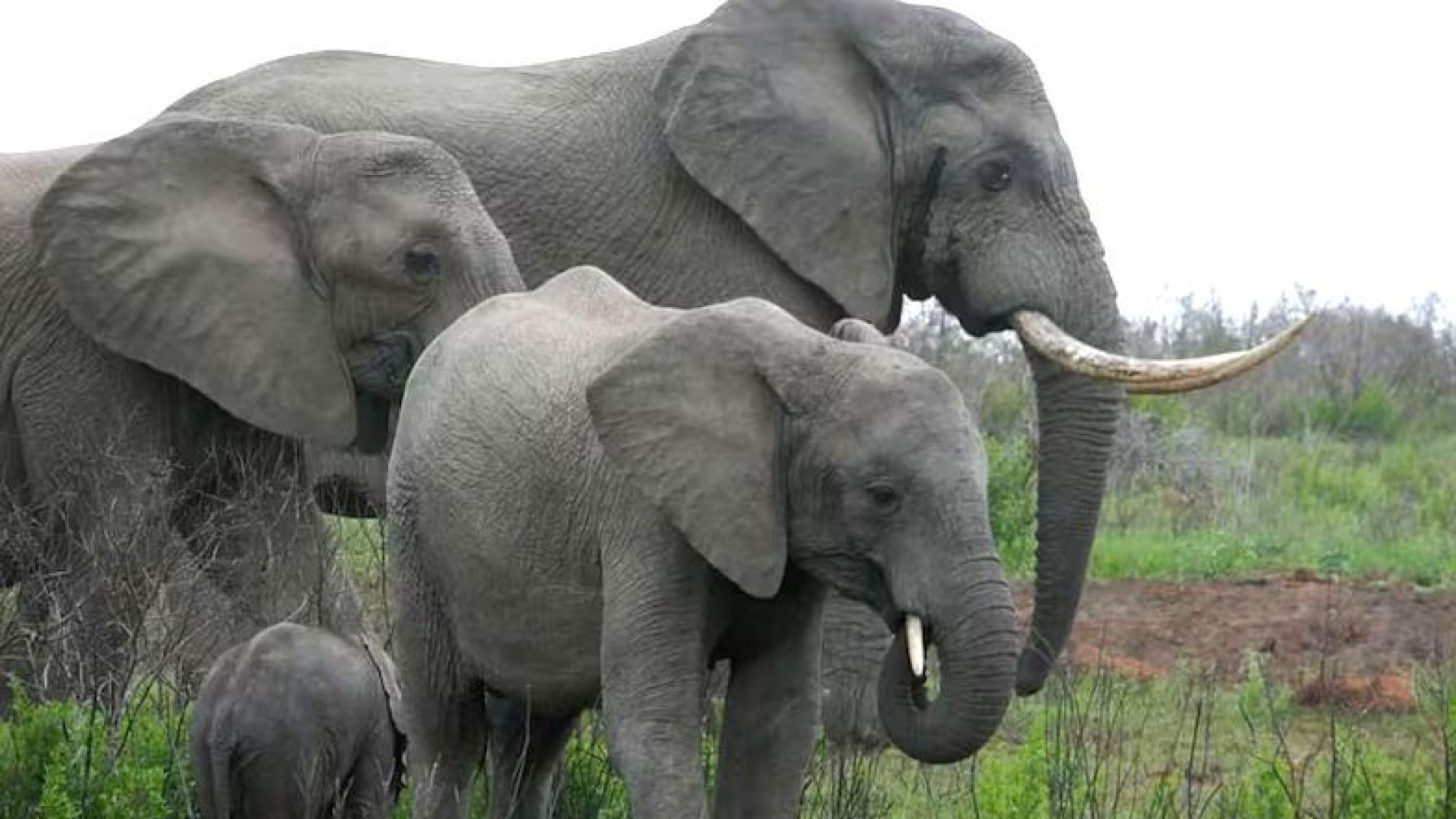 El increíble hallazgo de un grupo de científicos sobre la conducta de los elefantes