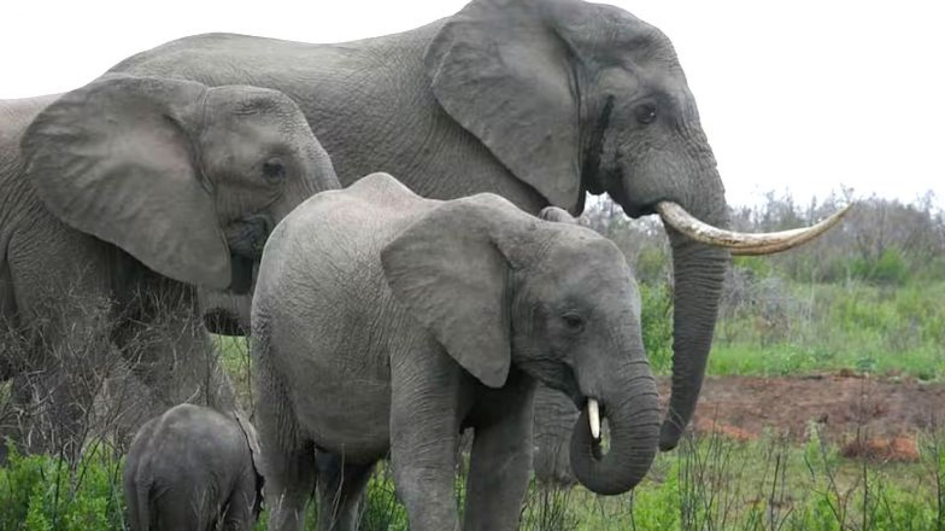 El increíble hallazgo de un grupo de científicos sobre la conducta de los elefantes
