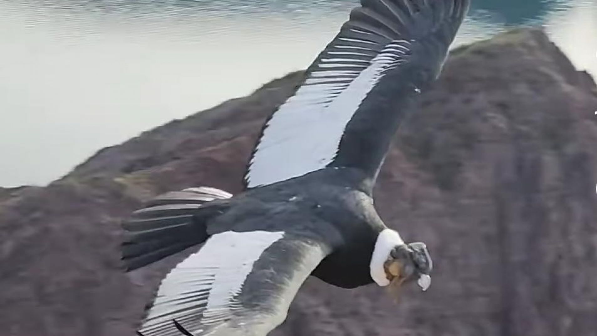 El cóndor sobrevoló un grupo de personas en el mirador.