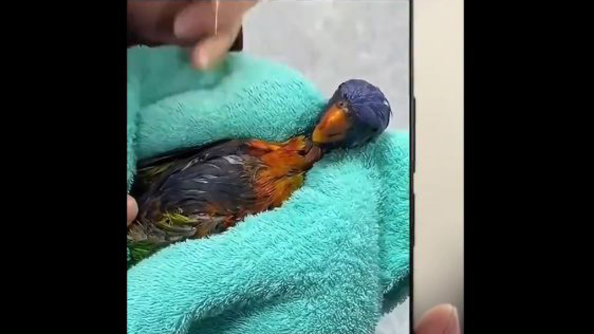 La sabiduría y fidelidad de los rescatados