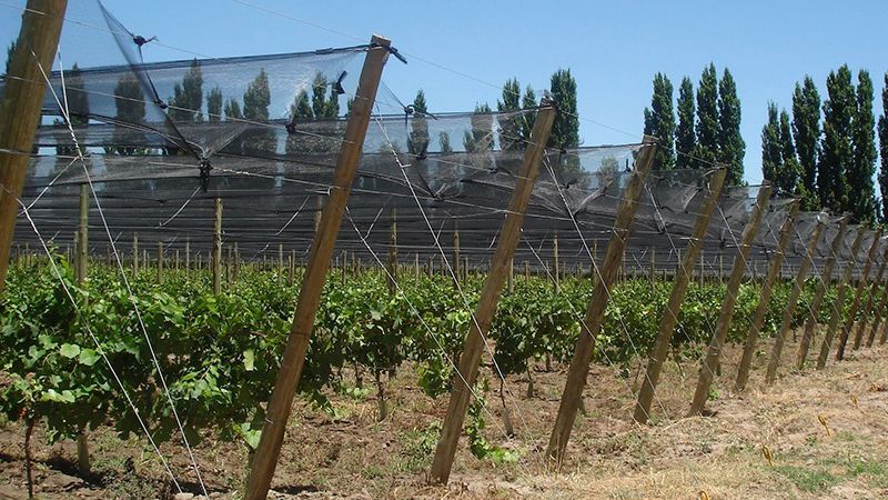 Motochorros robaron rollos de tela antigranizo