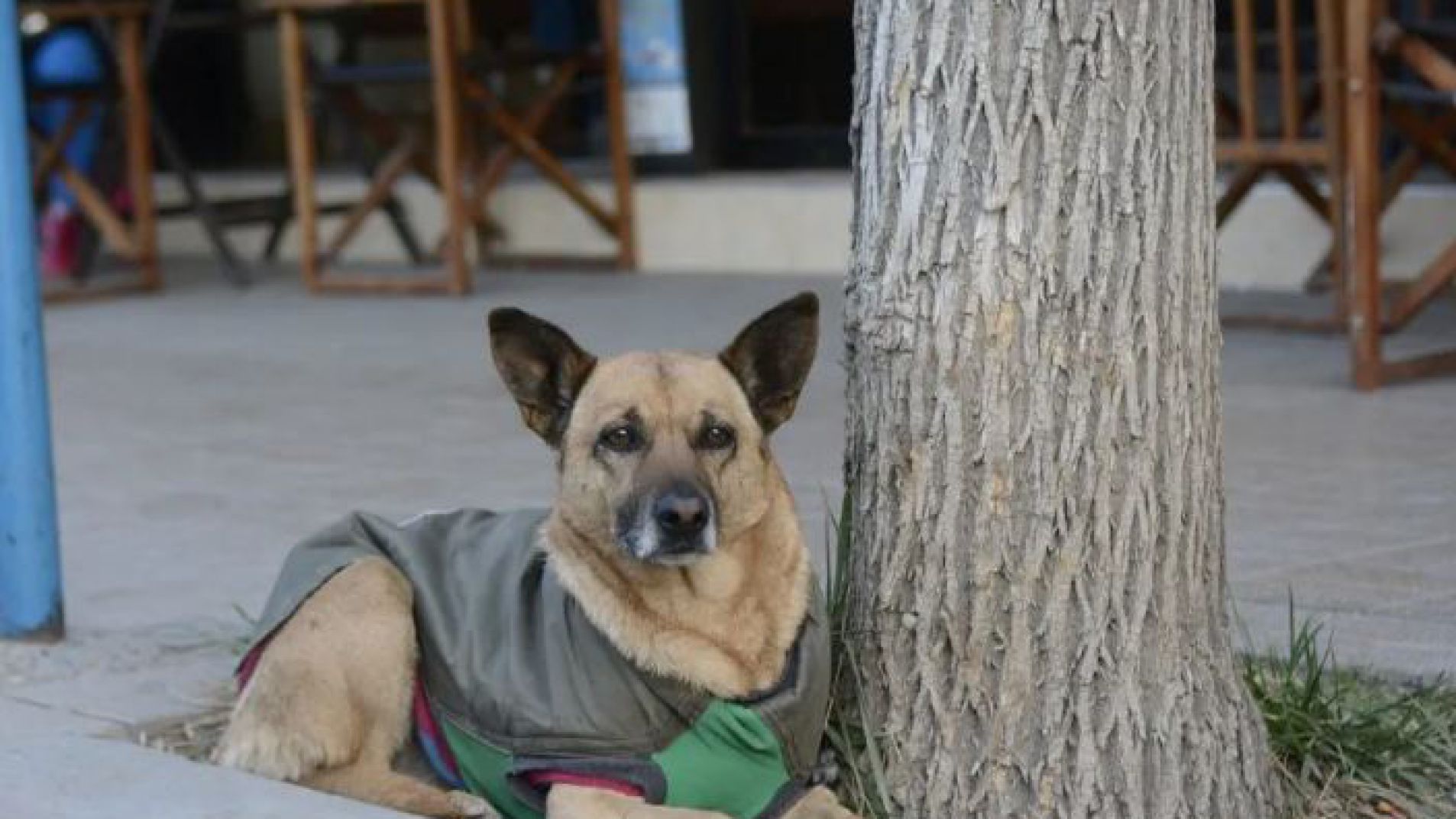 Mascotas: 10 formas de mantenerlas seguras cuando hace mucho frío afuera