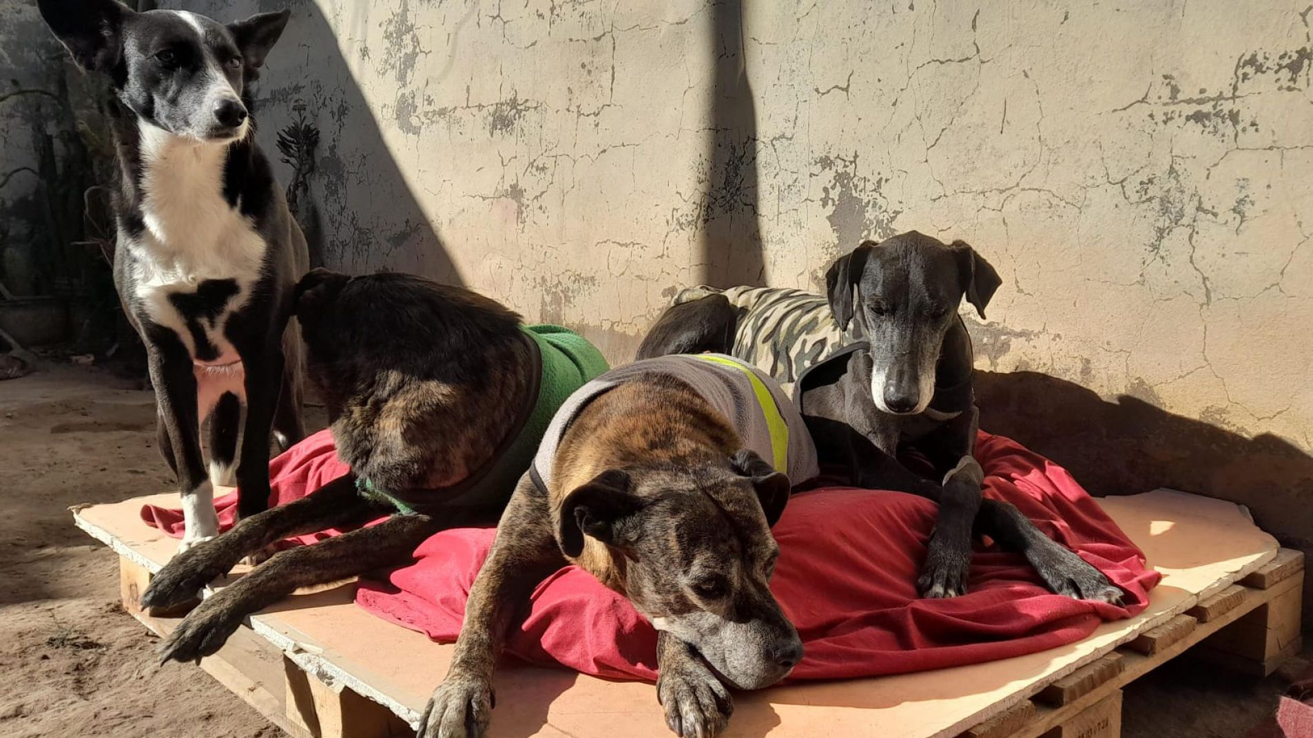 El objetivo de la charla es informar sobre el nuevo esquema legal para defender los derechos de los animales.