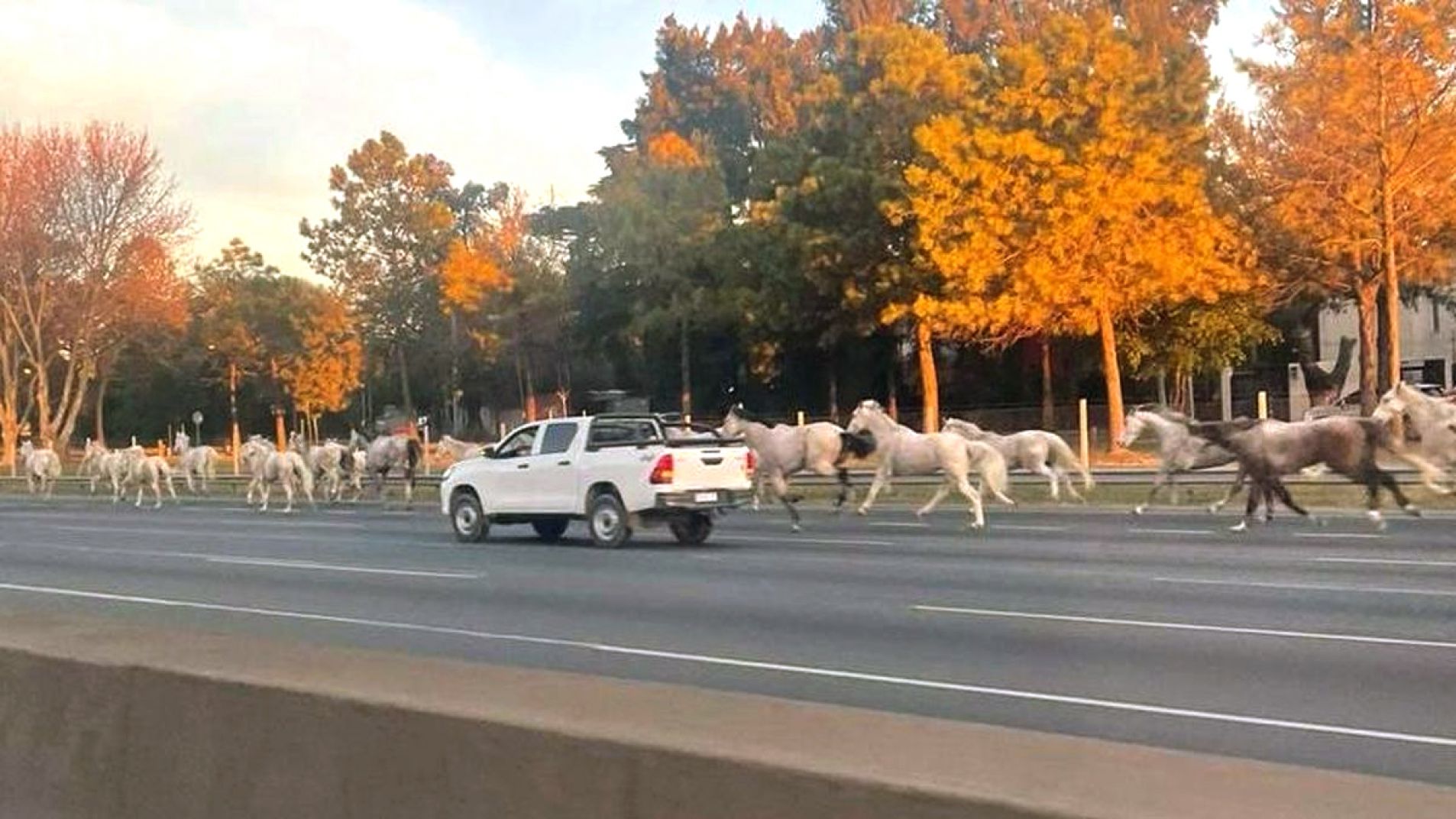 Situación insólita: decenas de caballos sueltos en la Panamericana