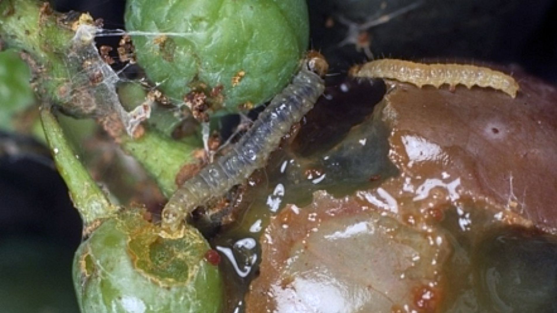 Sin fondos nacionales, combatir la Polilla de la Vid costará U$D 13 millones