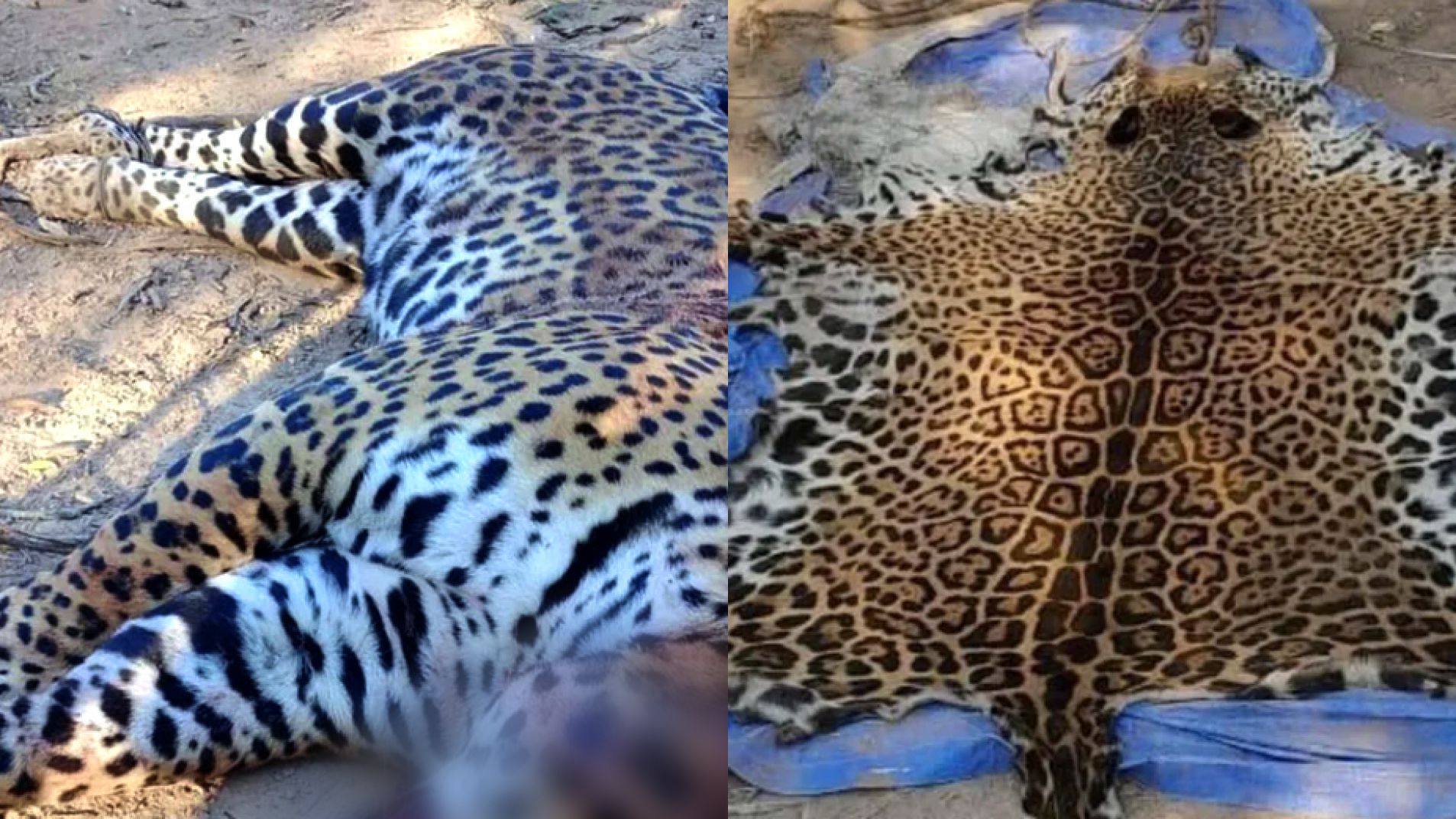 Cazaron y carnearon a uno de los últimos yaguaretés de Formosa: un detenido