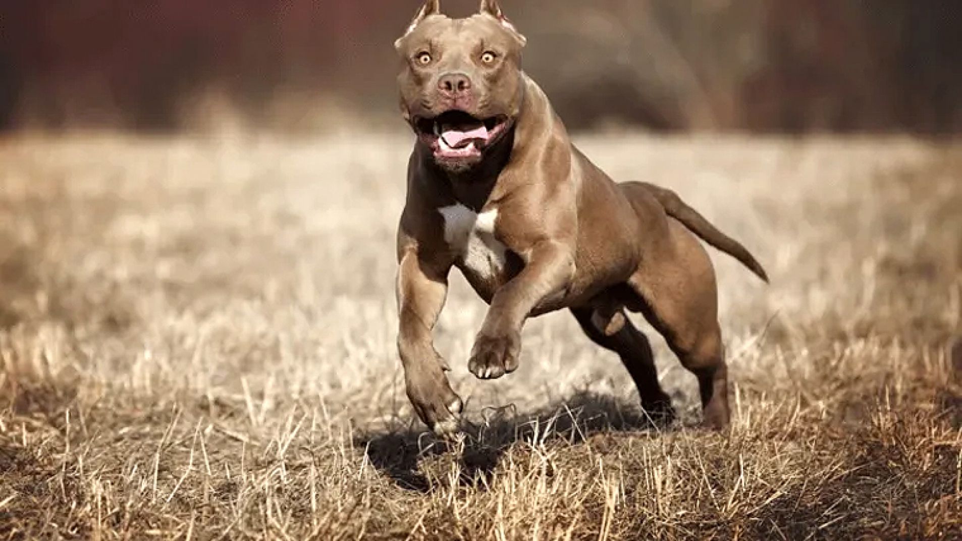 Fallo ejemplar: 8 años de cárcel porque su perro pitbull mató a una niña