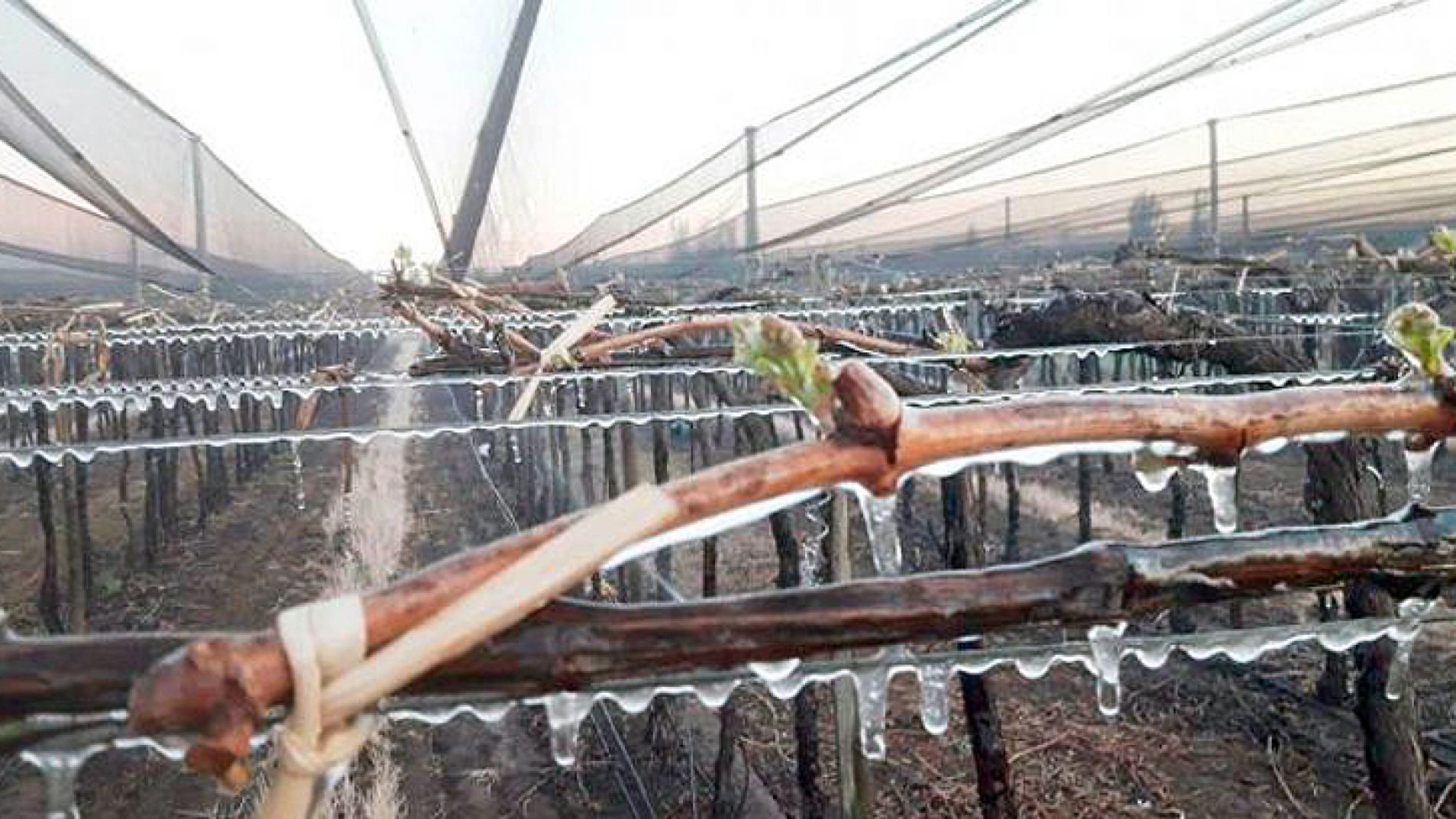 Seguro Agrícola: el Gobierno incrementó 30% las compensaciones por daños