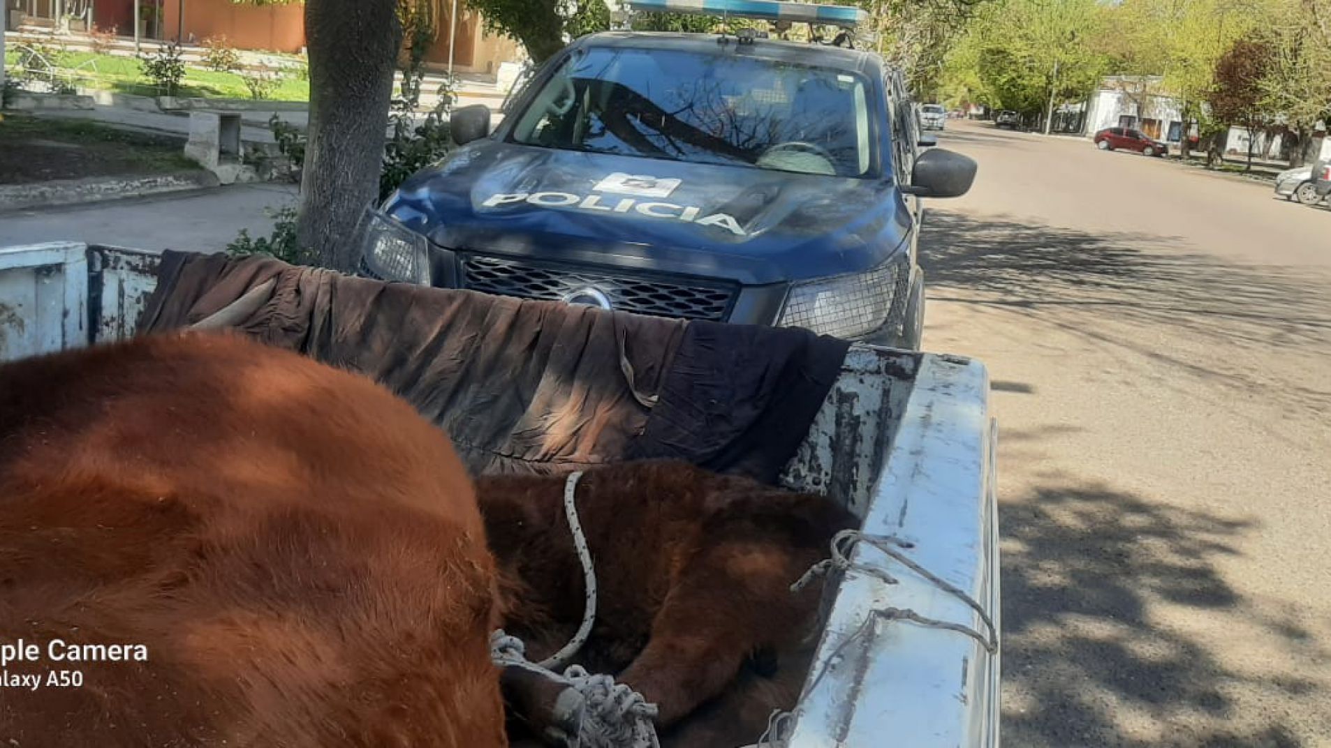 Detenidos por transportar en una camioneta a una vaca y su cría maniatados