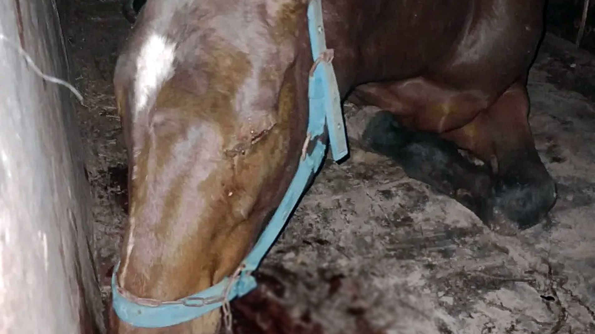 La yegua, que fue bautizada con el nombre "Ágata", estaba golpeada en distintas partes, sangraba y con dientes aflojados.