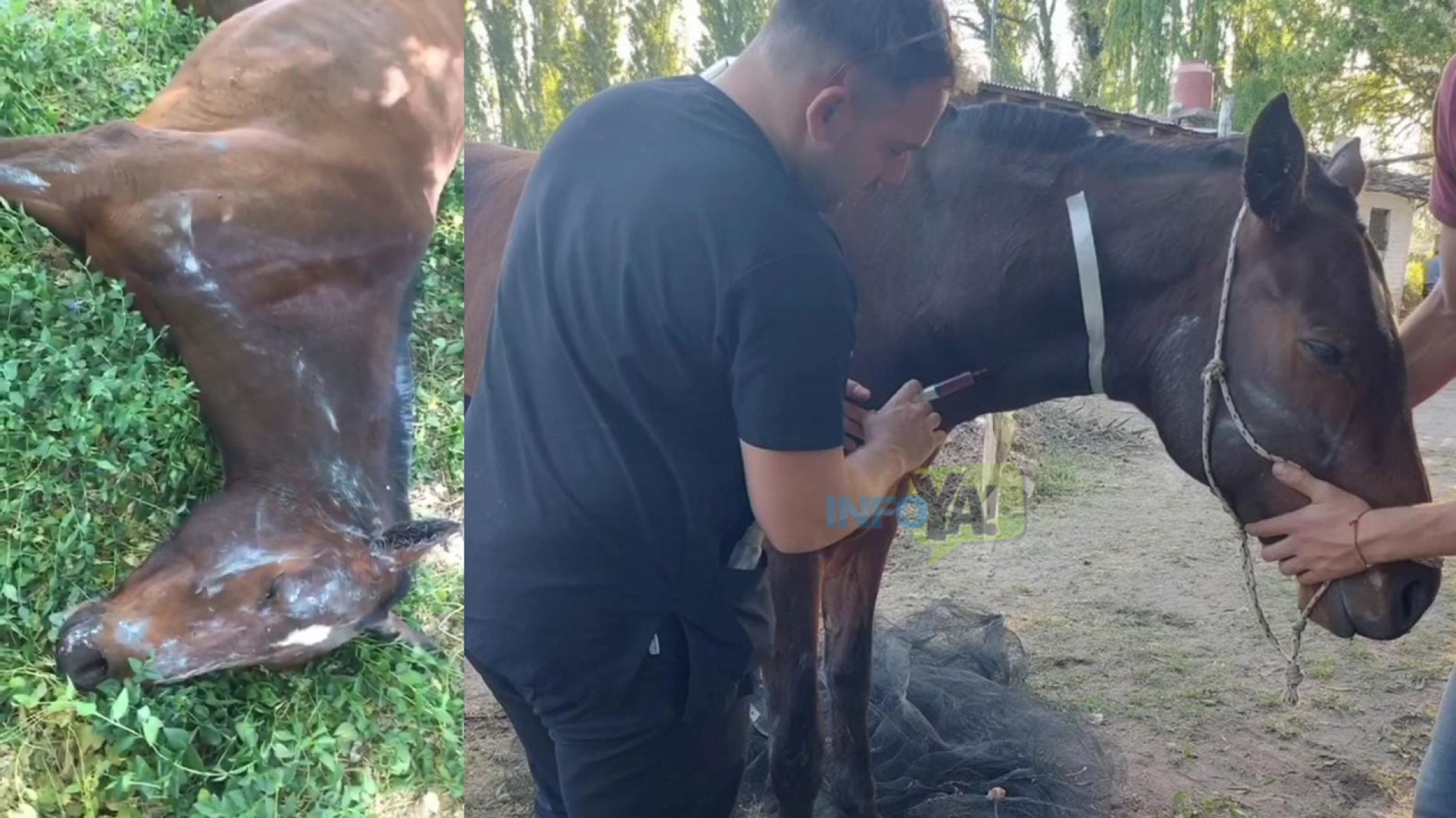 Ágata estuvo postrada dos días hasta que se puedo incorporar en la finca donde se recupera de la golpiza.