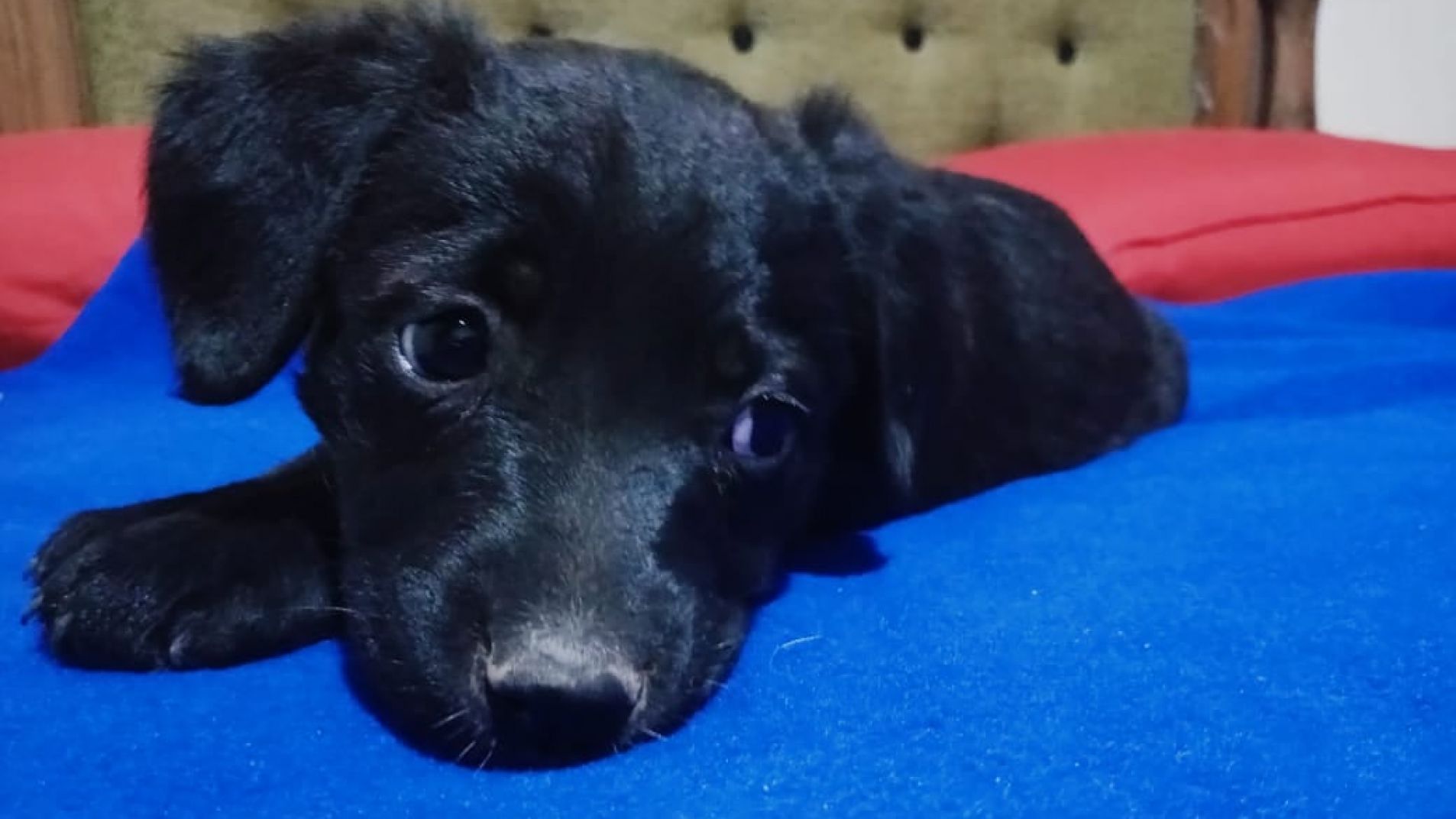 Recomiendan vacunar a tiempo a los cachorritos y no darle de comer cualquier cosa.