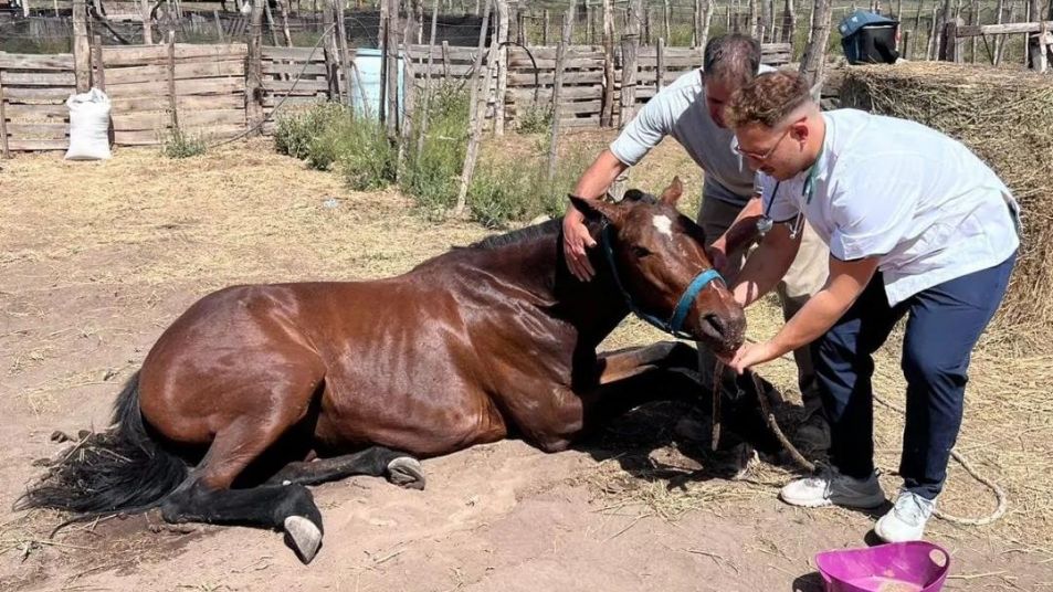 Impulsan la "Ley Ágata" para prevenir y sancionar el maltrato animal -  InfoYa