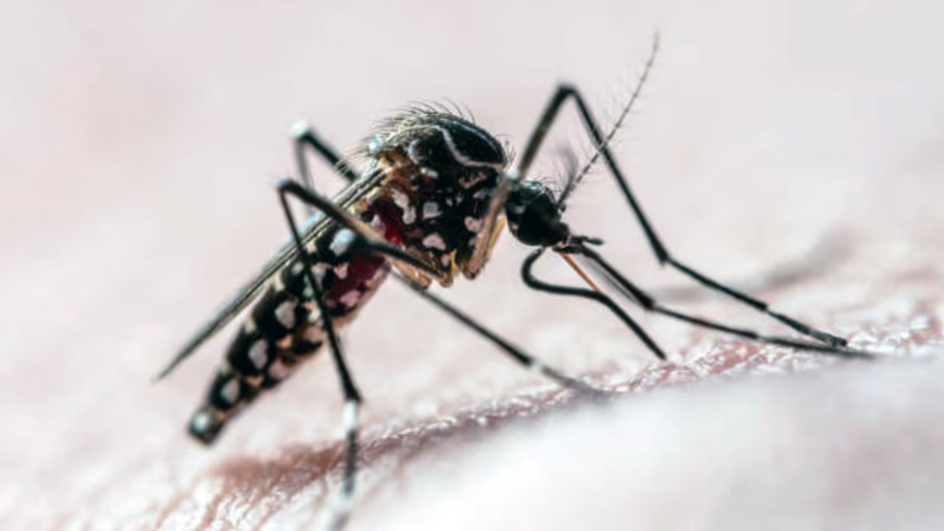 Transmisión dengue: el hallazgo sobre las hembras de los mosquitos