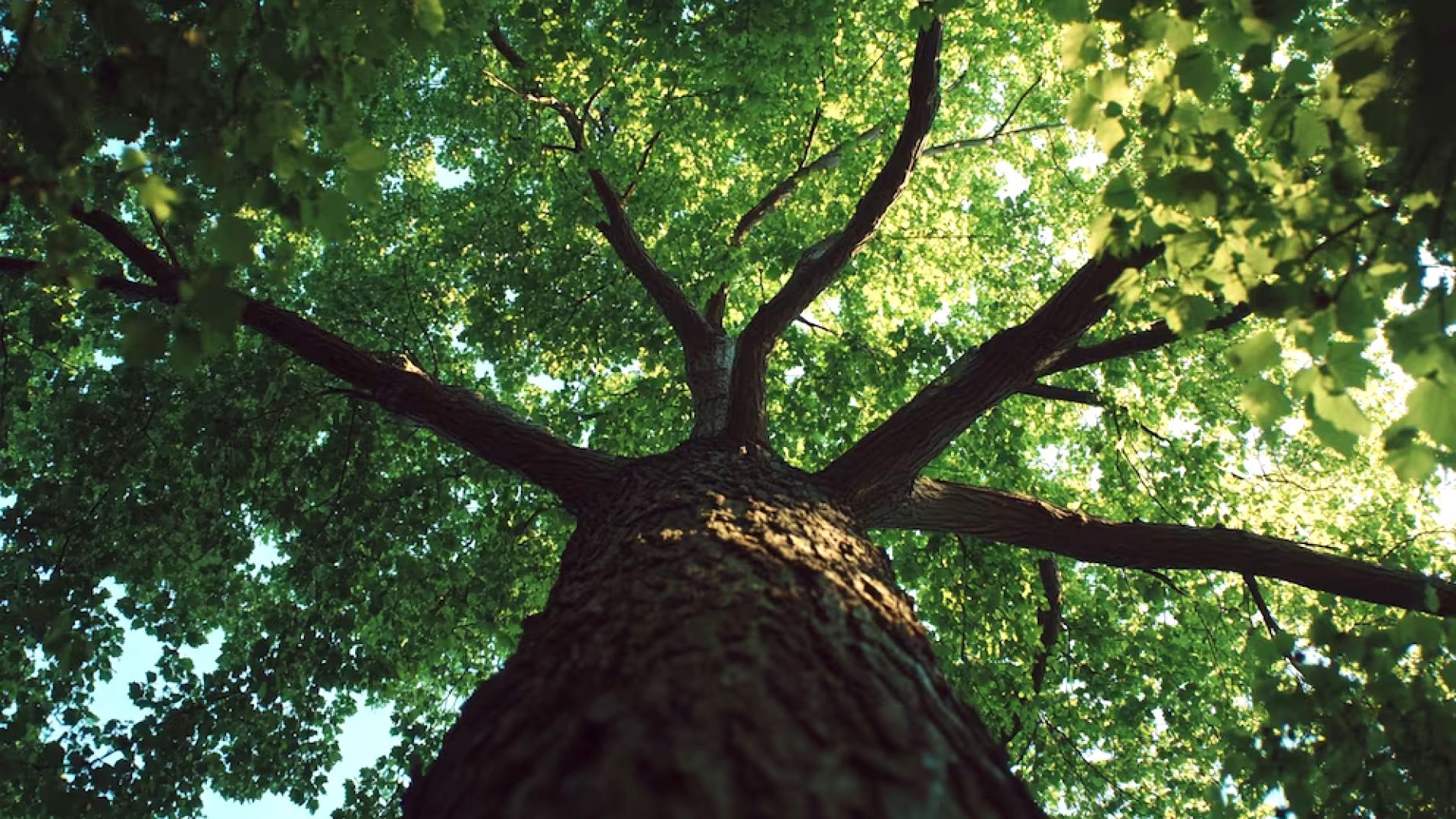 Cuál es el árbol más alto del mundo y cuánto mide