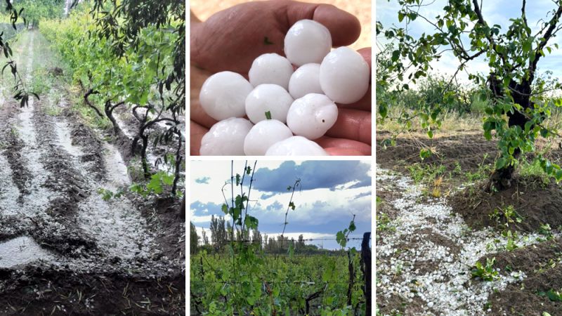 Alvear decretó la emergencia agripecuaria