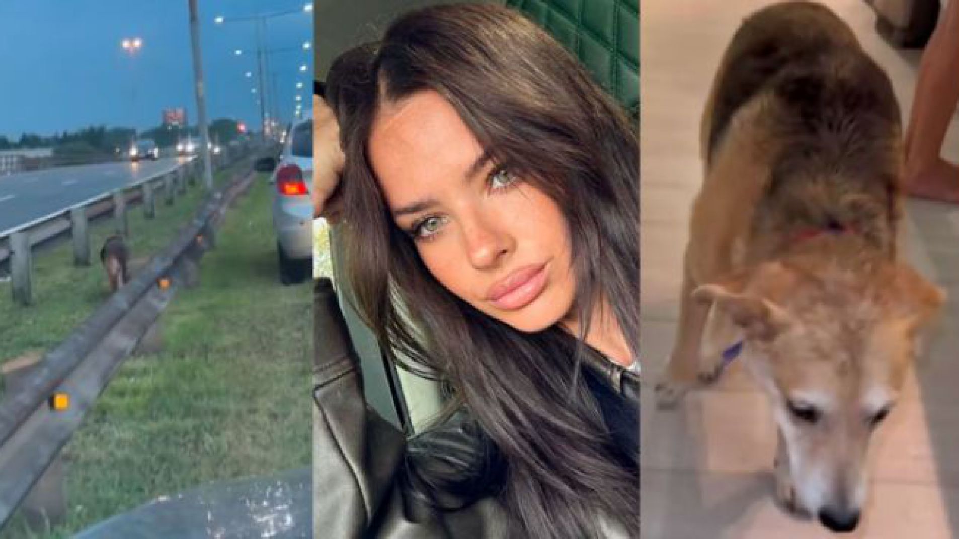 La odisea de China Suárez para rescatar a un perro en plena ruta