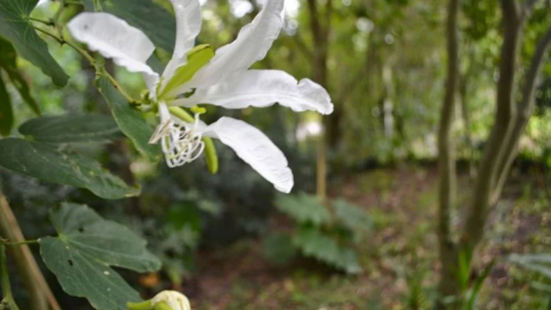 La planta medicinal que llaman "insulina vegetal" y protege las arterias
