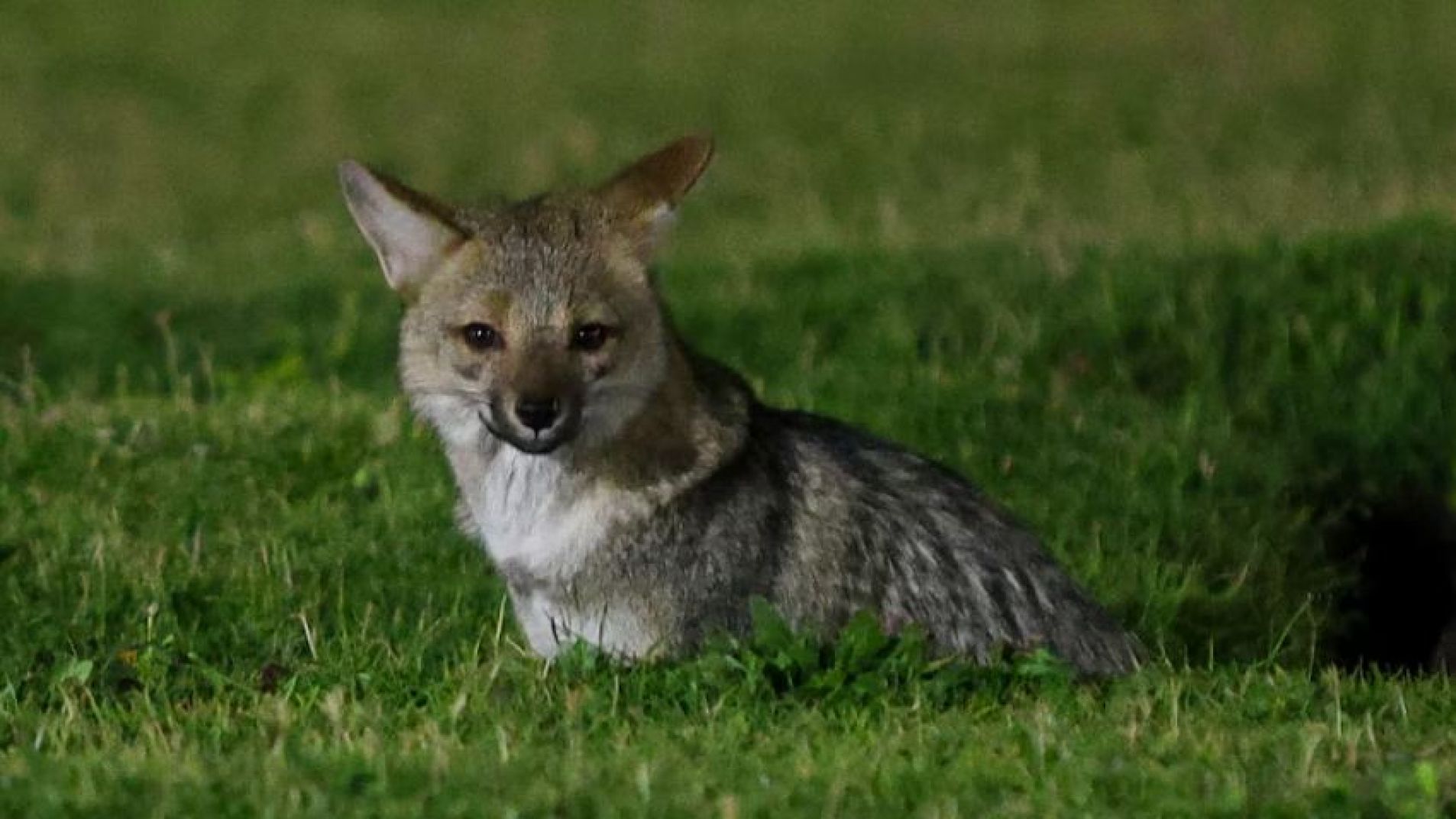 Un zorro se instaló en la costa de Mar del Plata: su curiosa historia