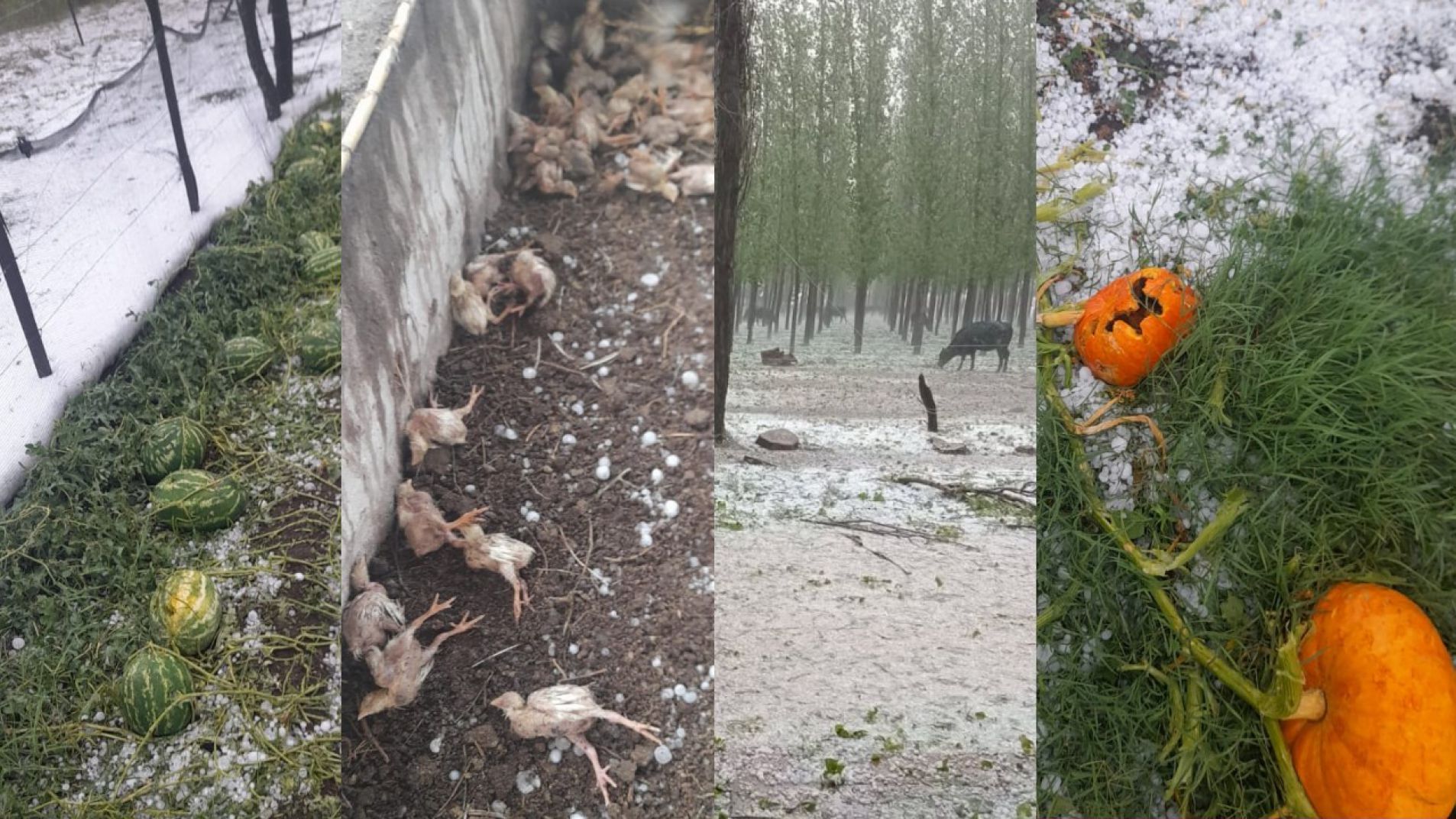 Fotos y video: la tormenta del día destruyó parte de Carmensa