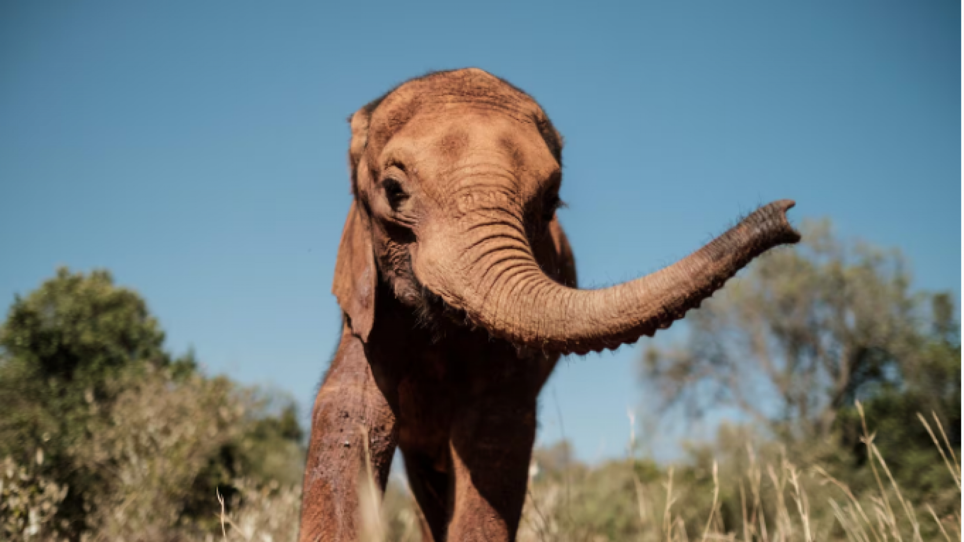 Un turista murió atacado por un elefante cuando intentaba salvar a sus nietos